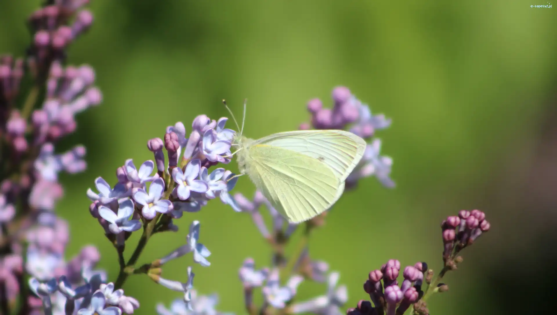 Motyl, Bez, Bielinek rzepnik, Zbliżenie, Lilak