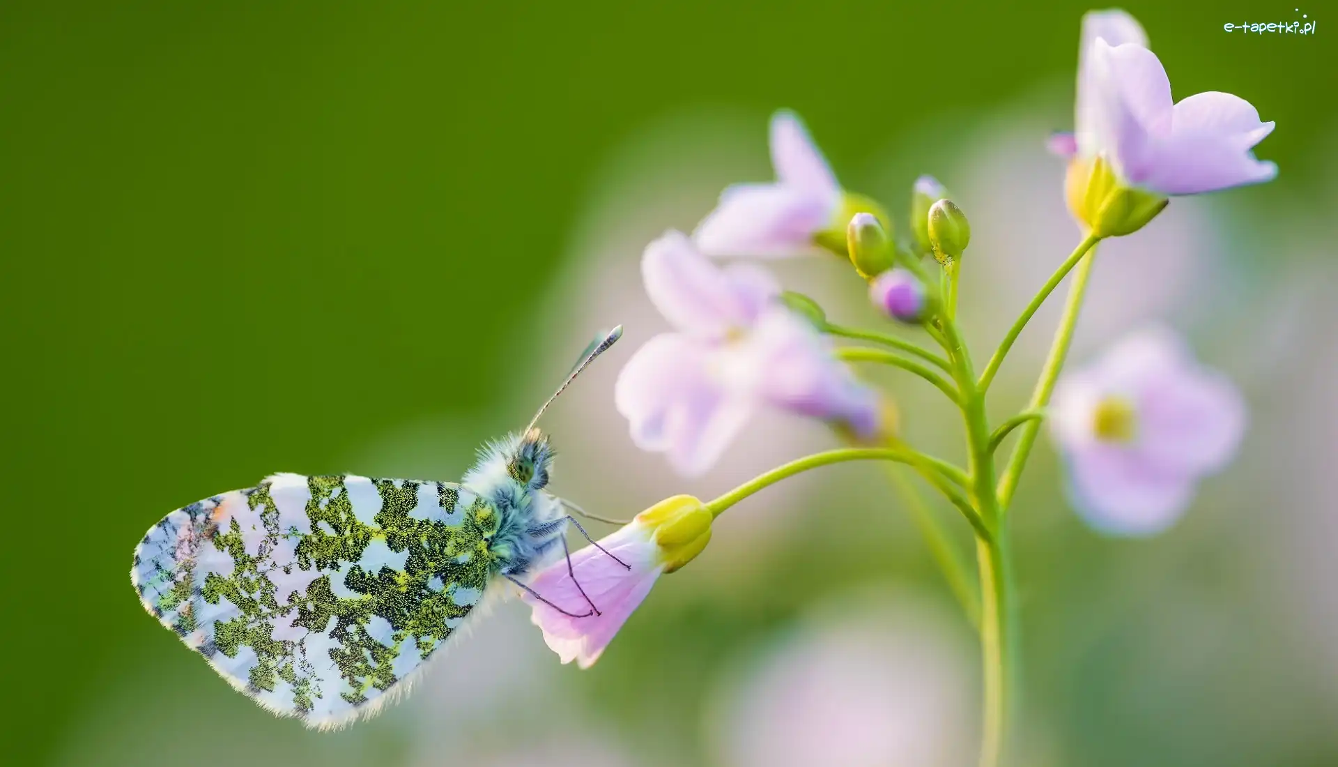Kwiatek, Zorzynek rzeżuchowiec, Motyl