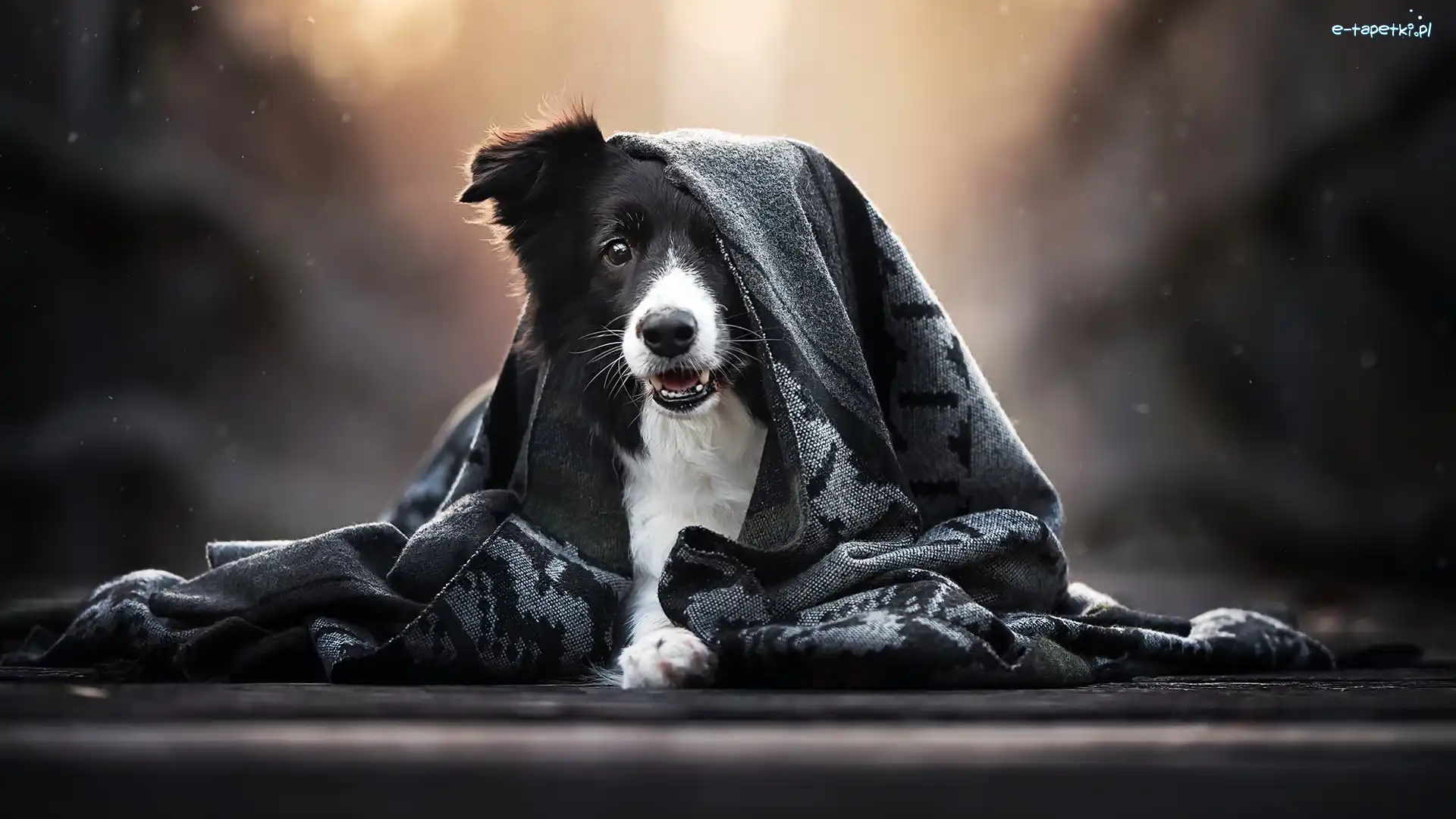 Szal, Border collie, Pies