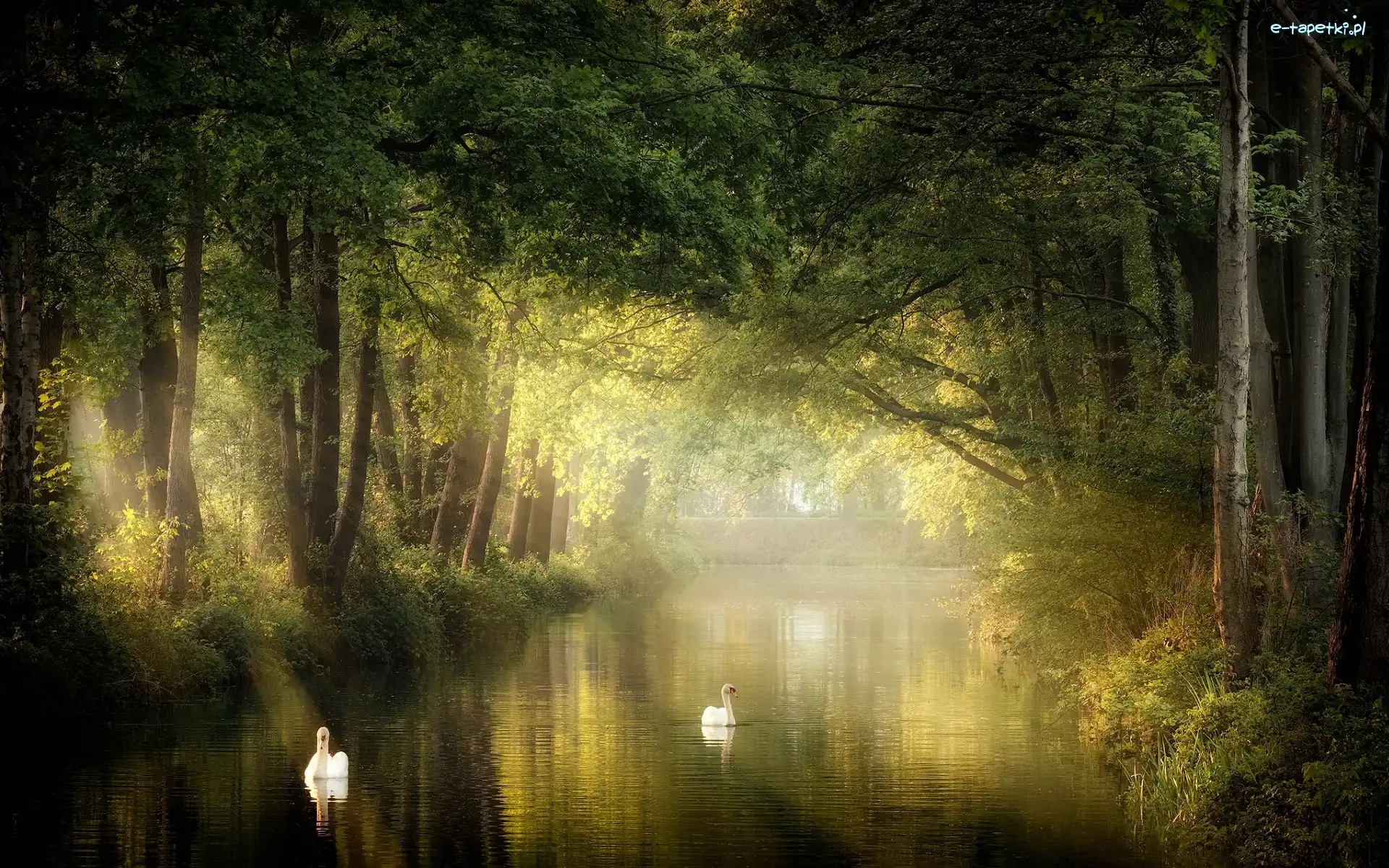 Park, Rzeka, Drzewa, Promienie słoneczne, Łabędzie