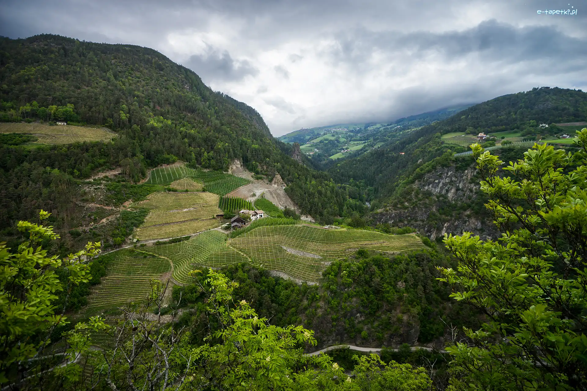 Pola, Góry, Drzewa