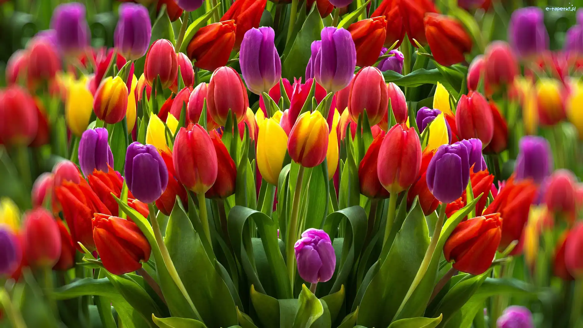 Żółte, Tulipany, Fioletowe, Czerwone