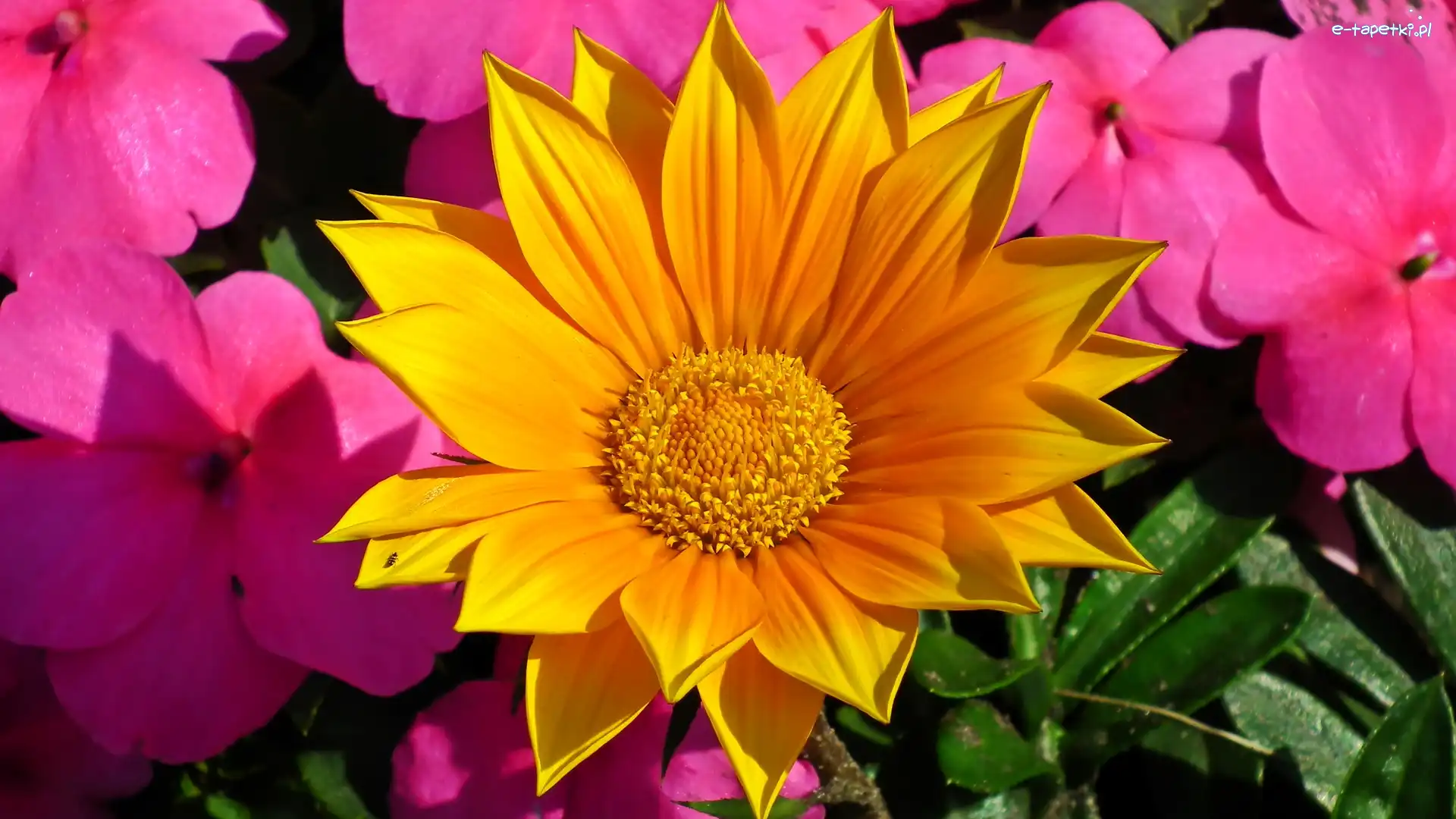 Gazania, Kwiaty, Różowe, Żółta