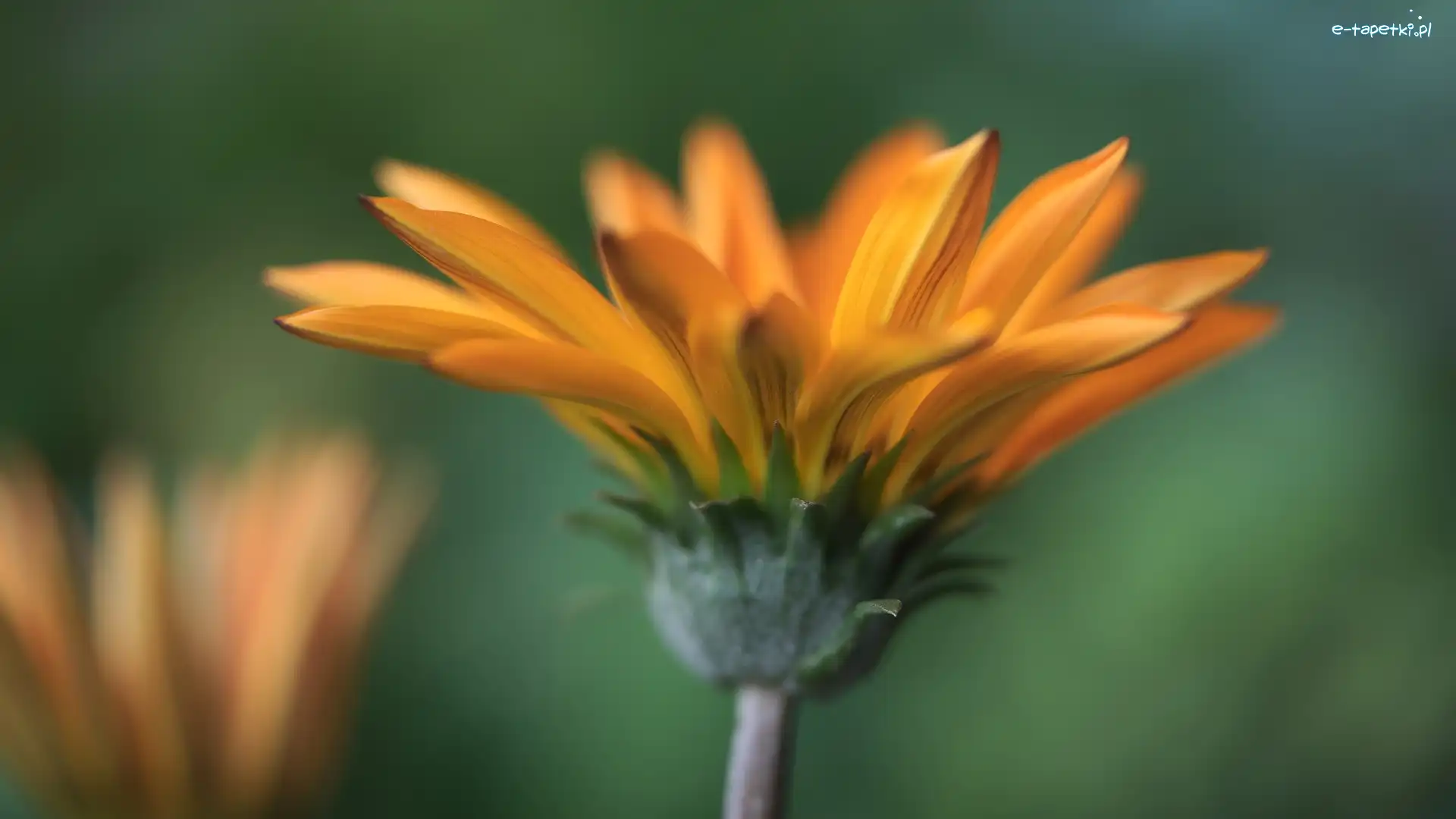 Kwiat, Żółte, Płatki, Gazania, Łodyga, Zielona