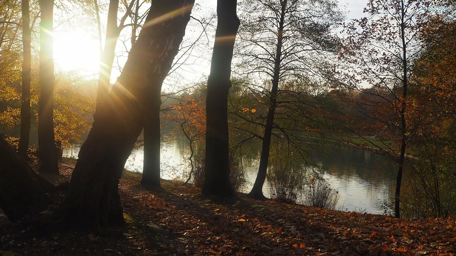 Staw, Promienie słońca, Drzewa, Park