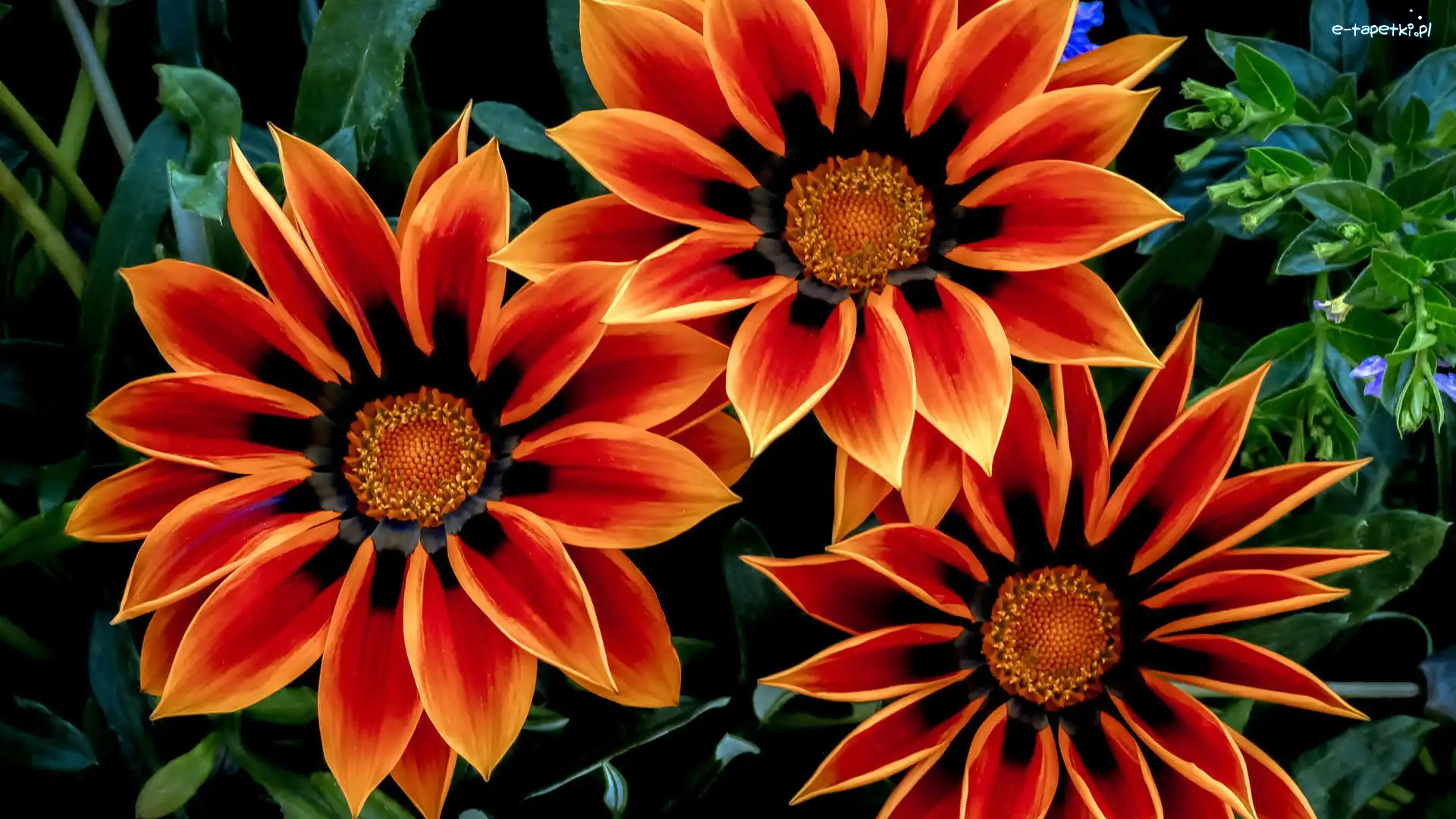 Kwiaty, Trzy, Gazania