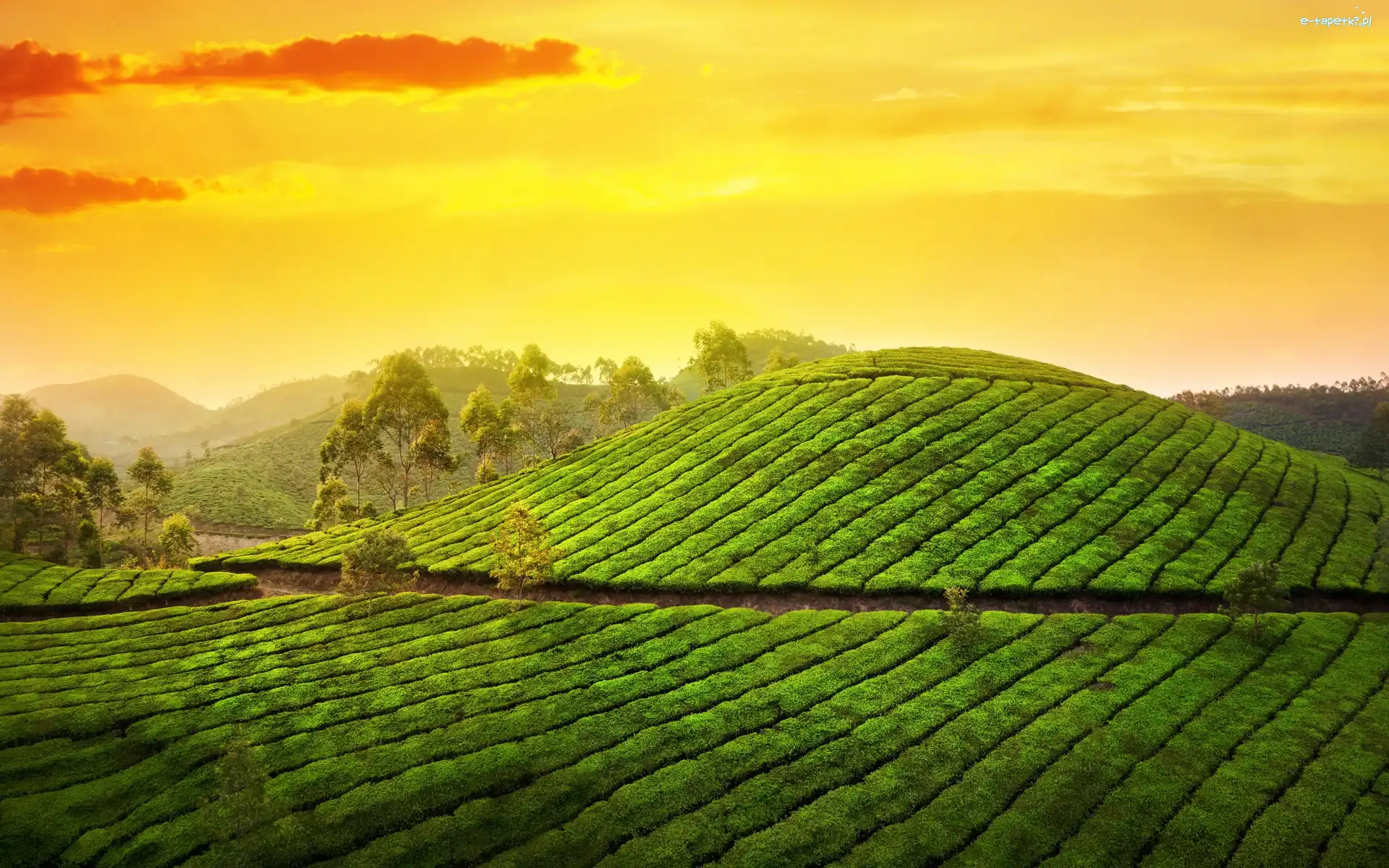 Herbata, Munnar, Góry Kardamonowe, Stan Kerala, Indie, Plantacja, Wzgórze