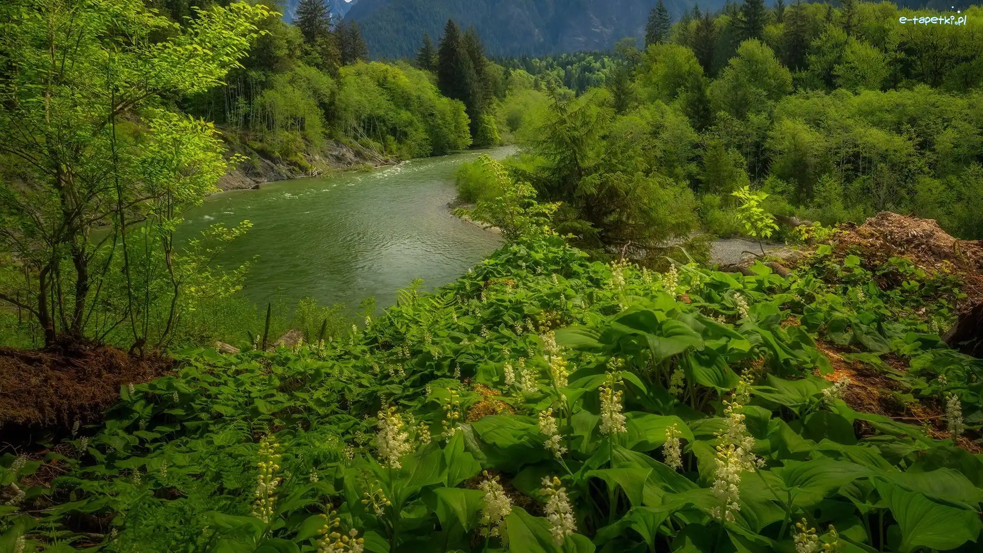 Drzewa, Snoqualmie River, Stany Zjednoczone, Stan Waszyngton, Roślinność, Krzewy, Kwiaty, Rzeka