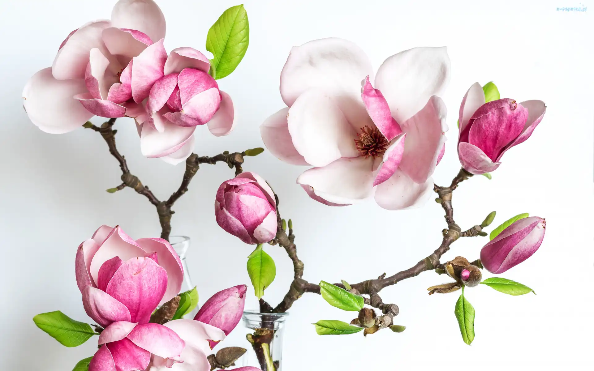 Magnolia, Kwiaty, Gałązki, Krzew