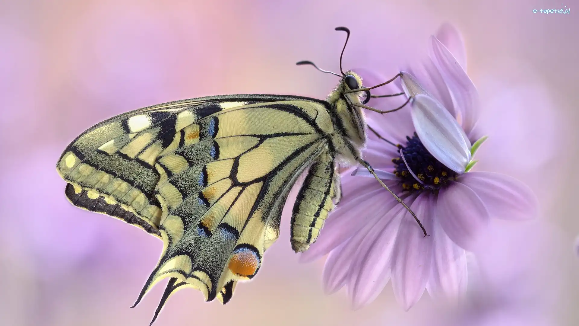 Motyl, Kwiat, Paź królowej, Makro, Stokrotka afrykańska