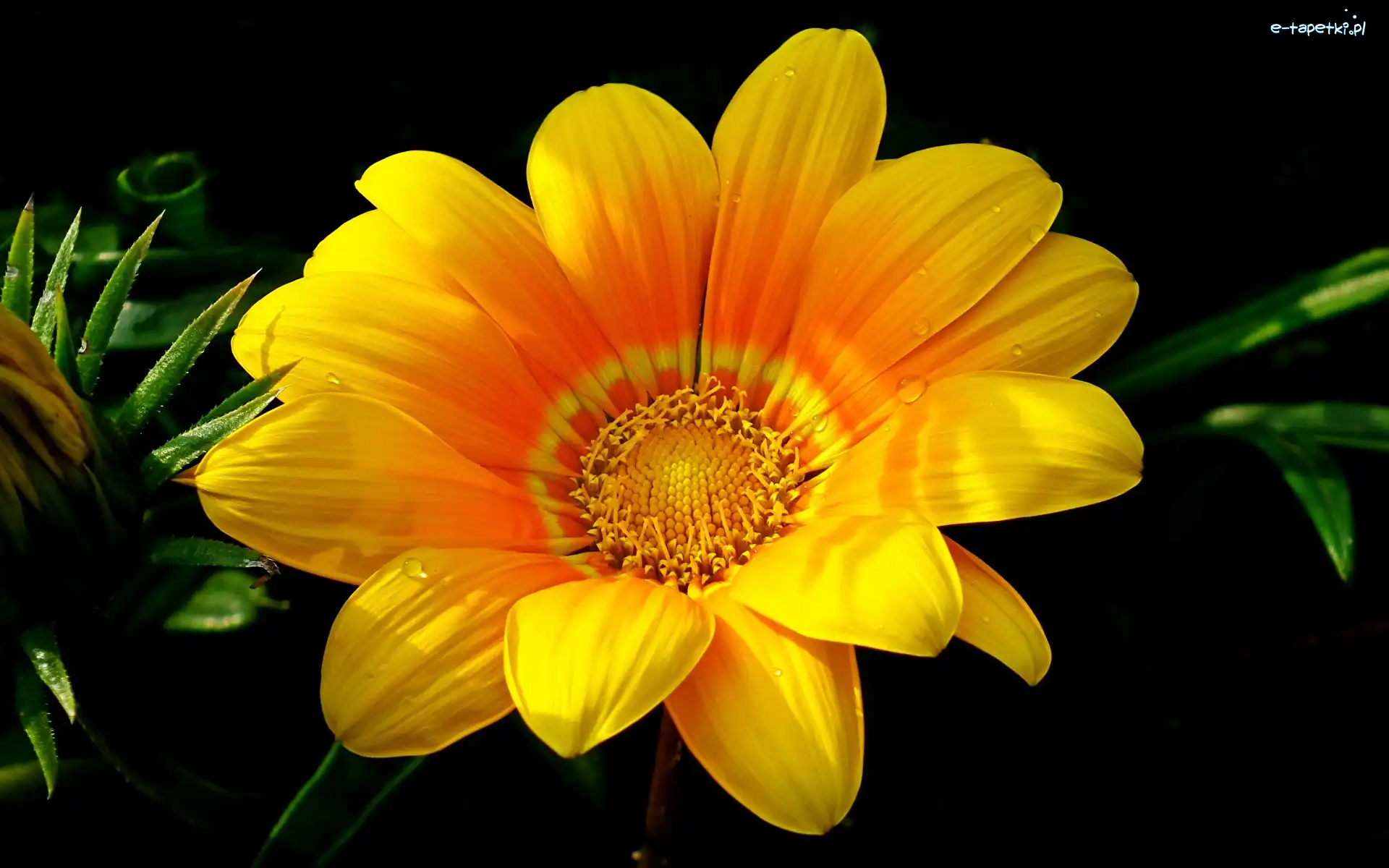 Gazania, Kwiat, Żółty, Ciemne tło, Zbliżenie