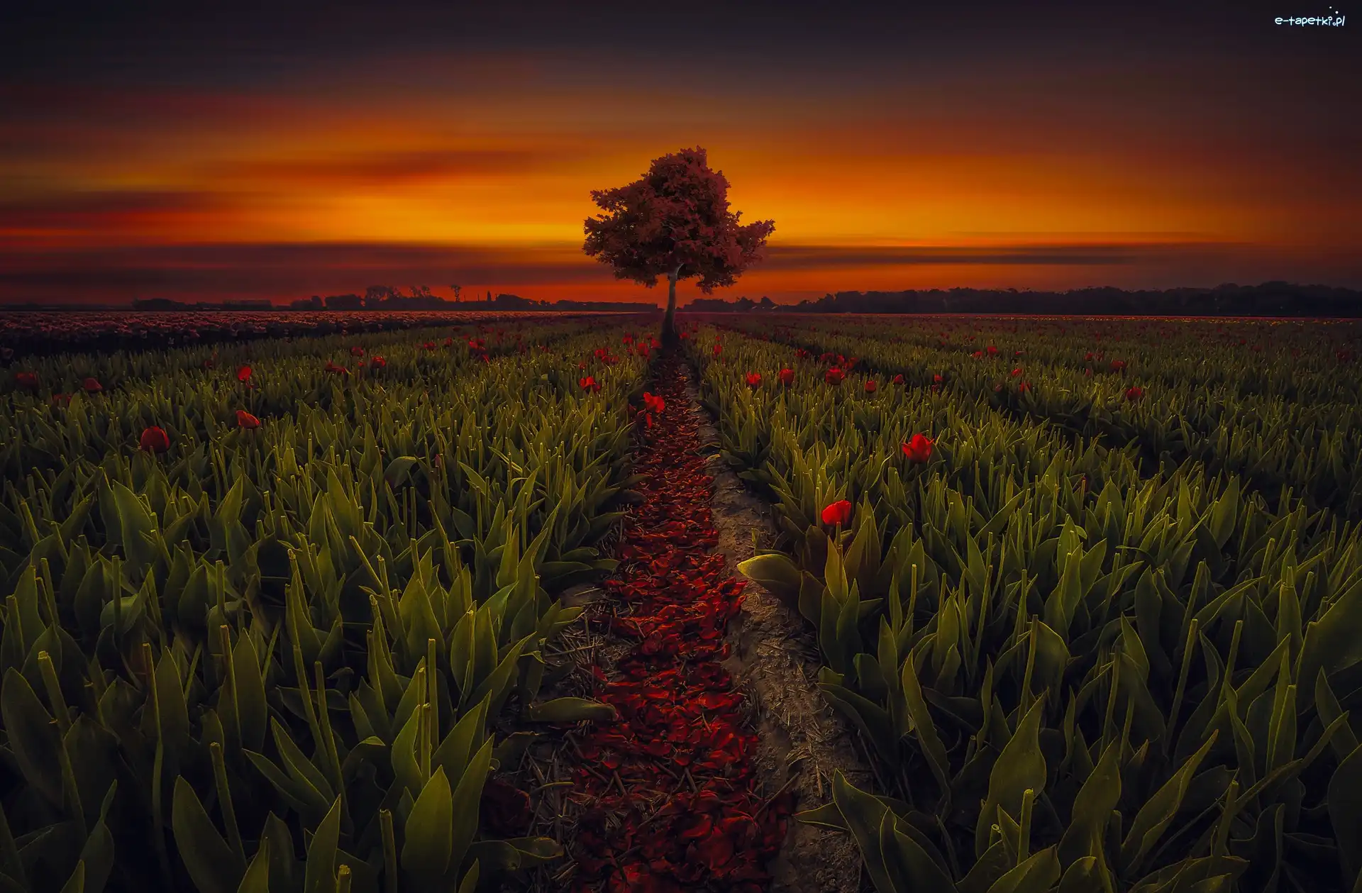 Drzewo, Tulipany, Pole