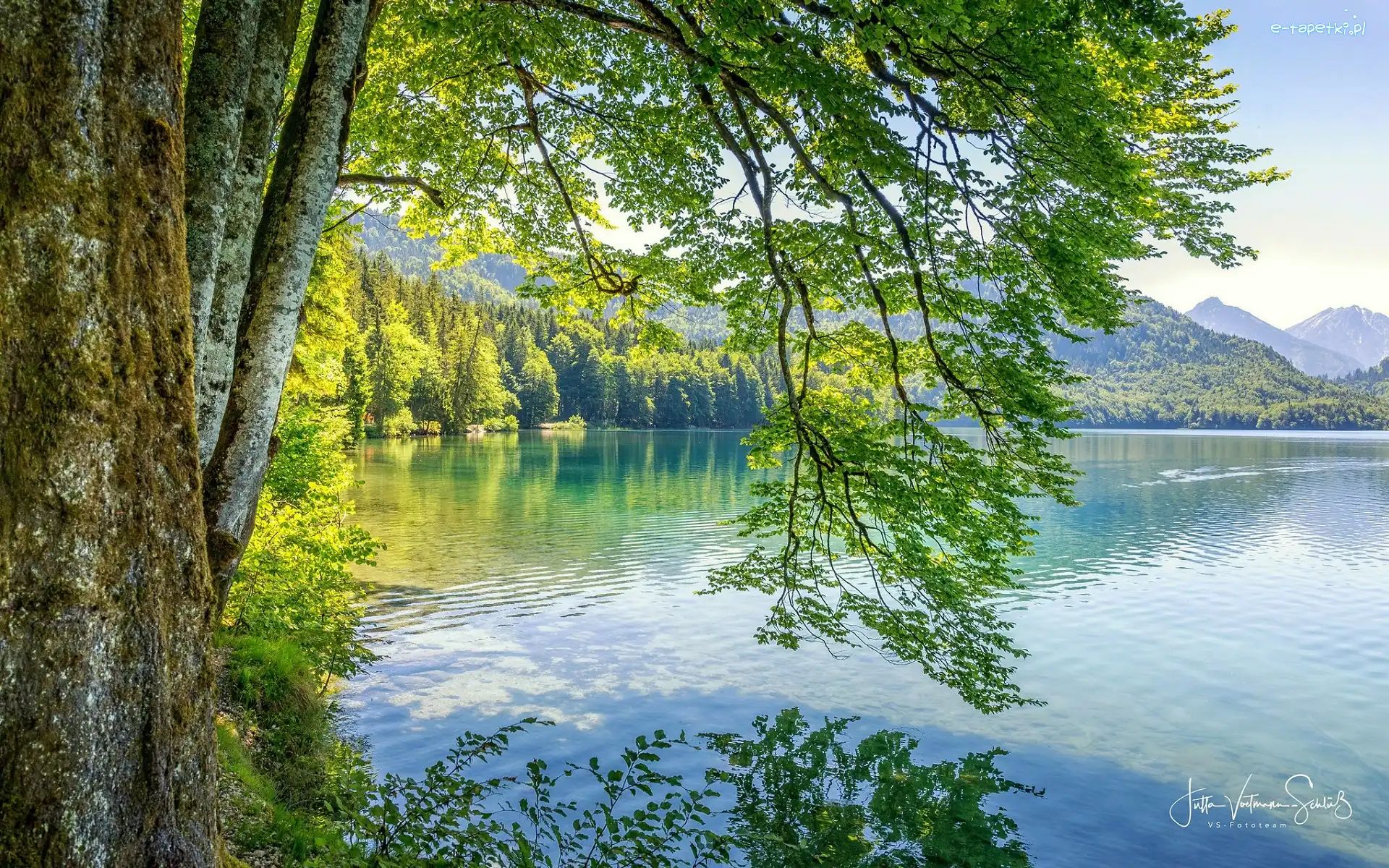 Drzewa, Las, Zielone, Gałęzie, Góry, Jezioro