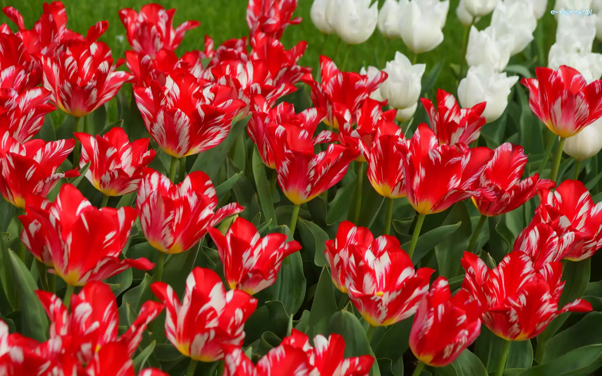 Biało-czerwone, Tulipany, Kwiaty