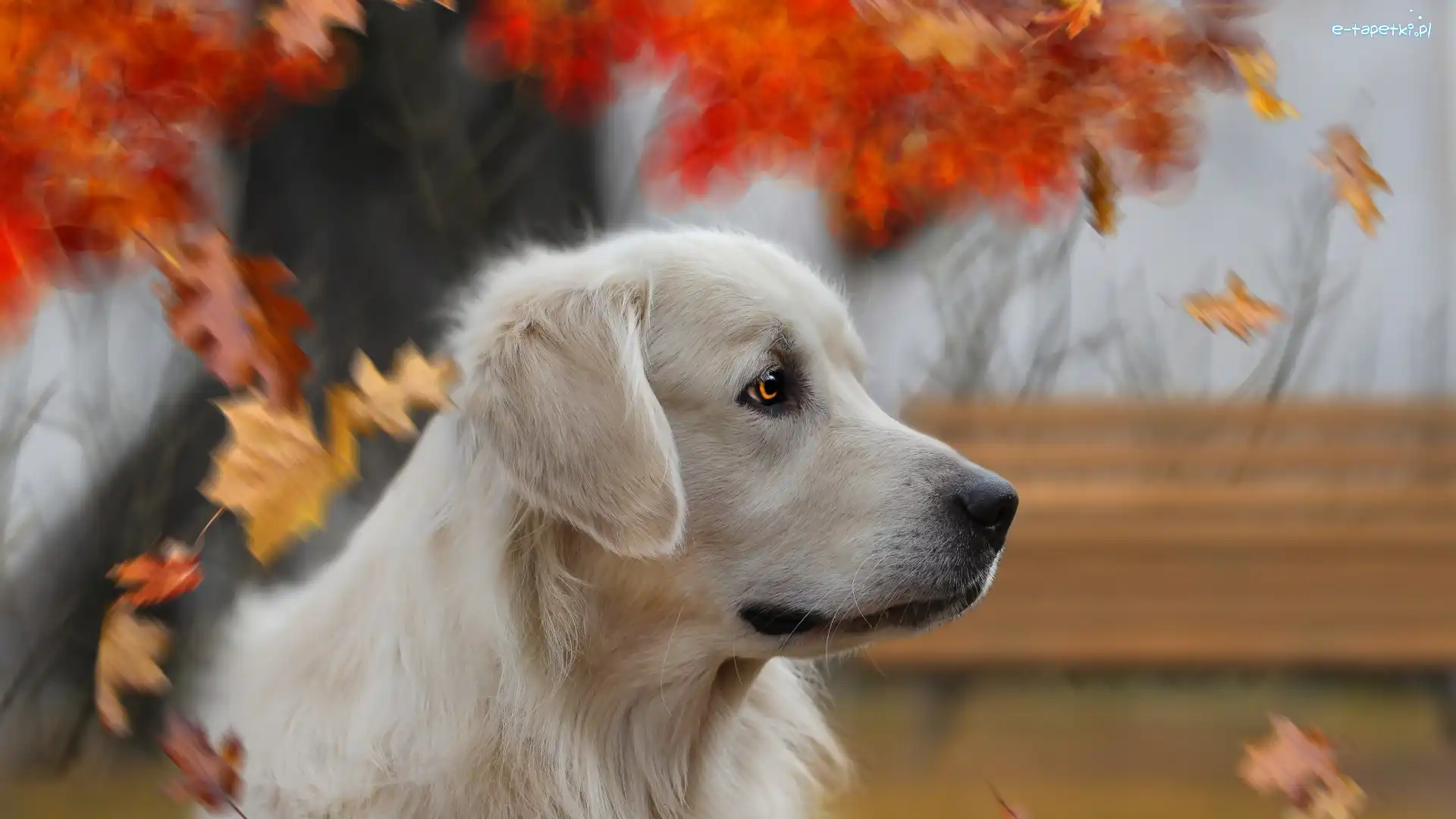 Liście, Golden retriever, Pies