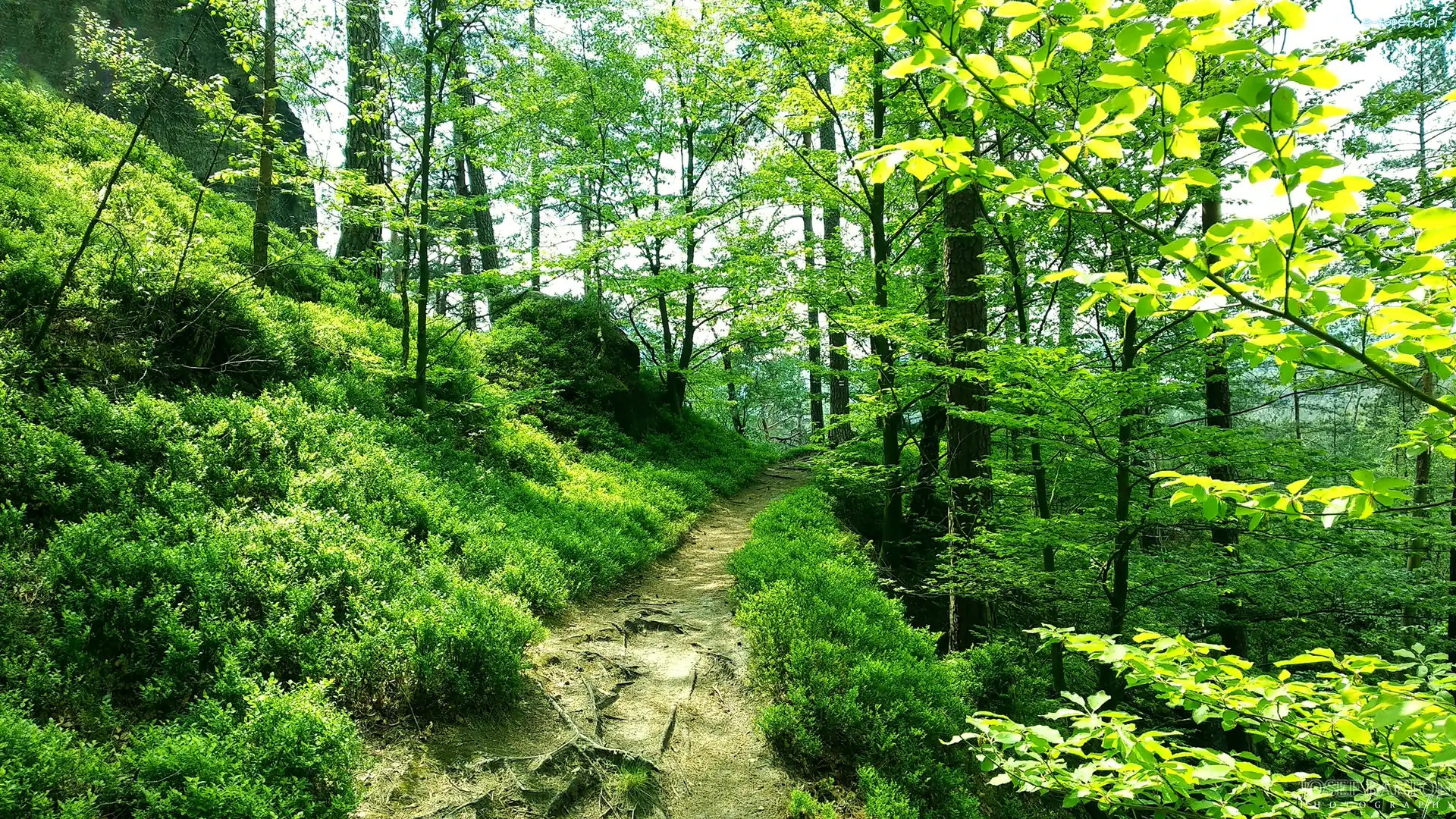 Drzewa, Wiosna, Ścieżka, Las