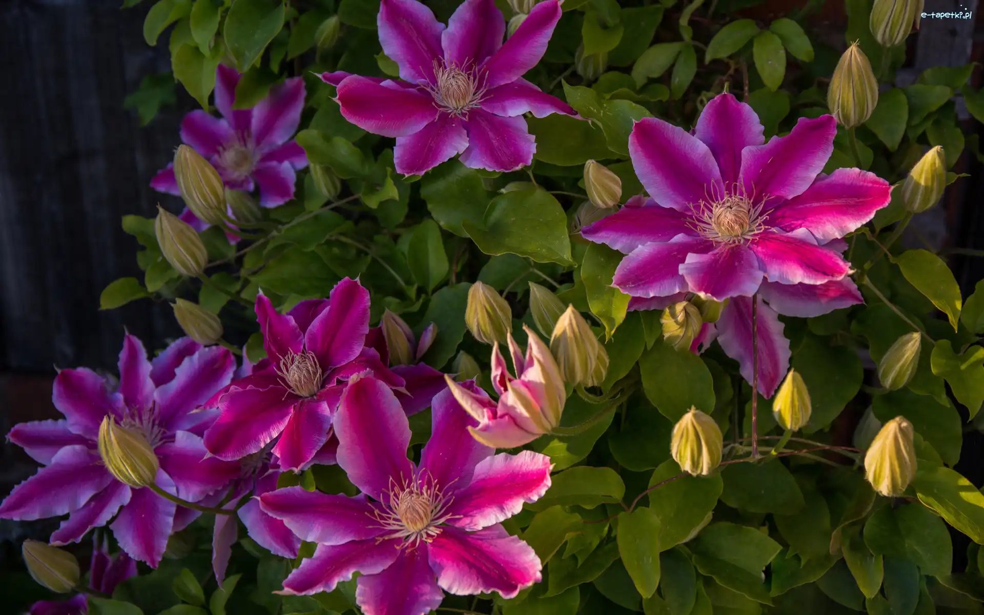 Clematis, Pąki, Powojnik, Kwiaty