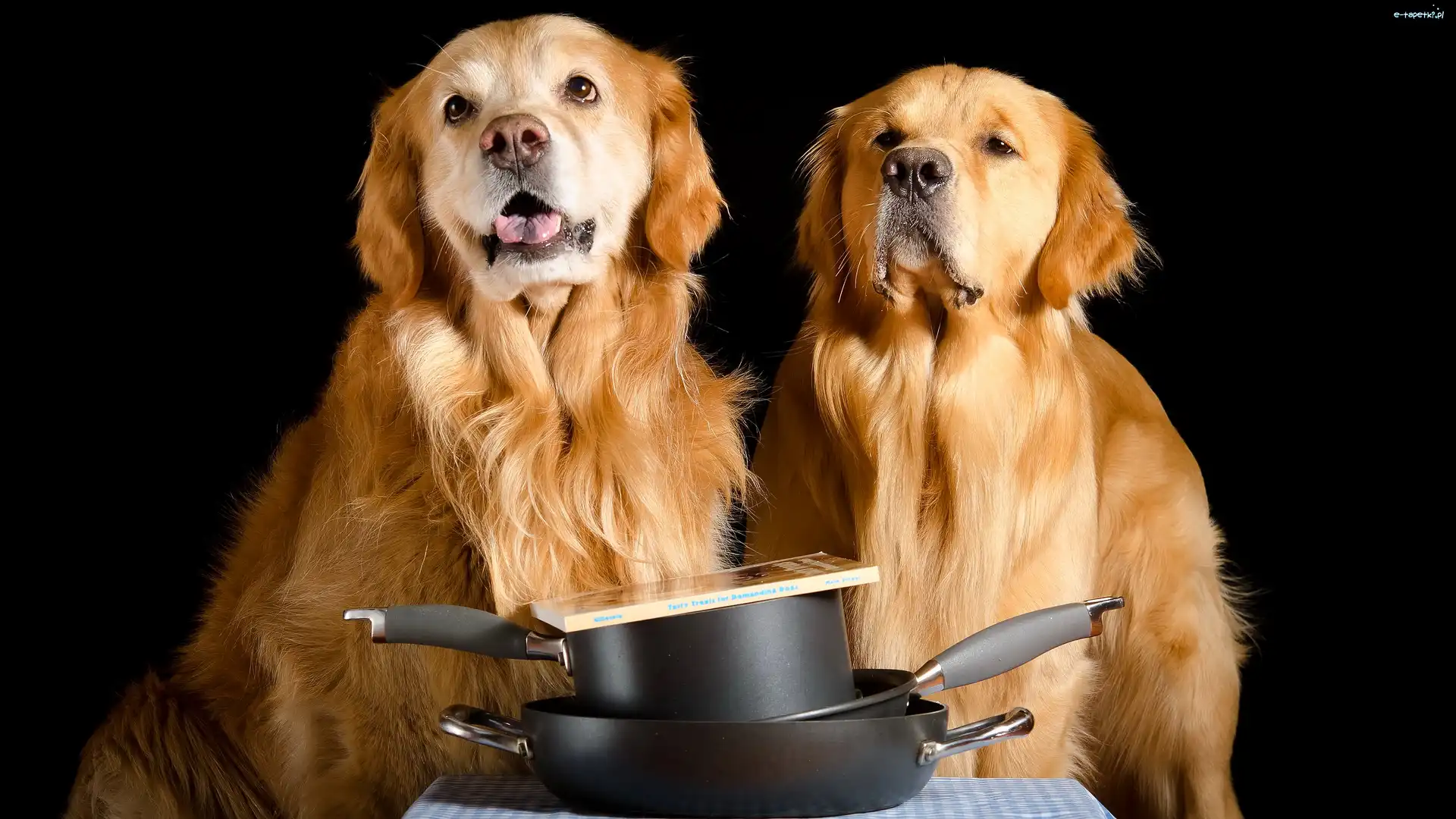 Ciemne, Patelnie, Książka, Tło, Golden retriever, Psy