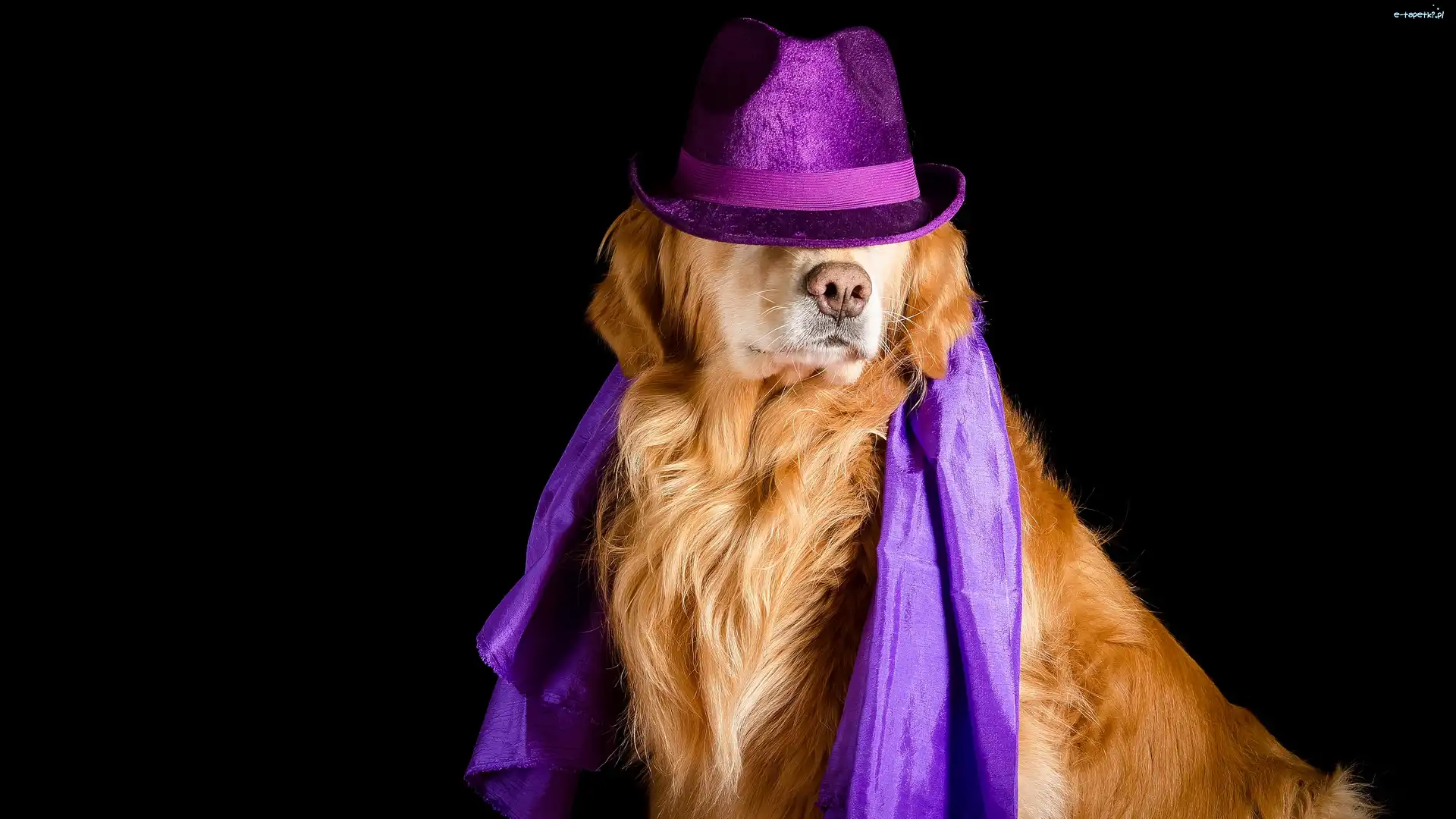 Tło, Fioletowy, Kapelusz, Golden retriever, Pies, Ciemne, Apaszka