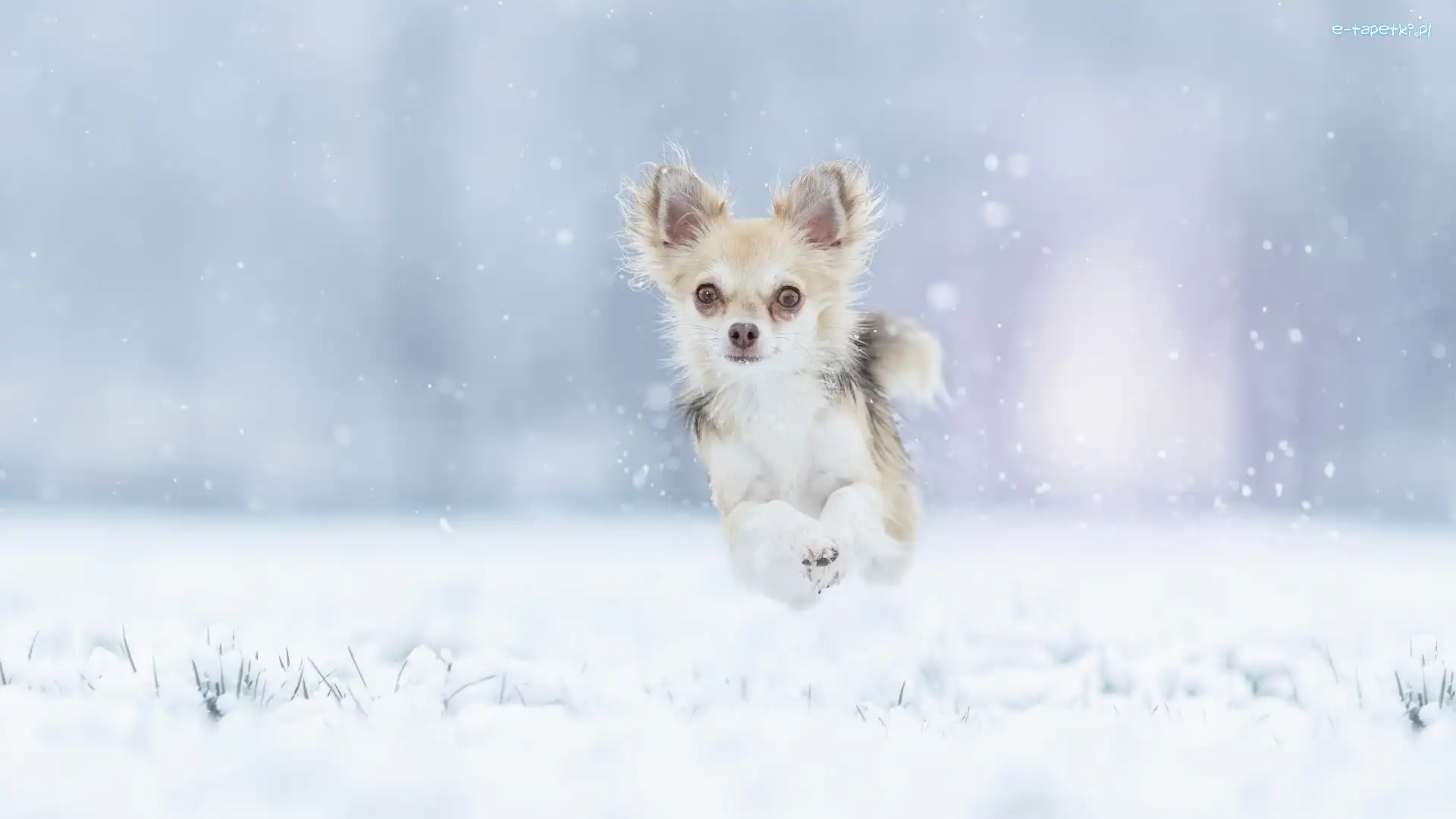 Śnieg, Chihuahua, Pies