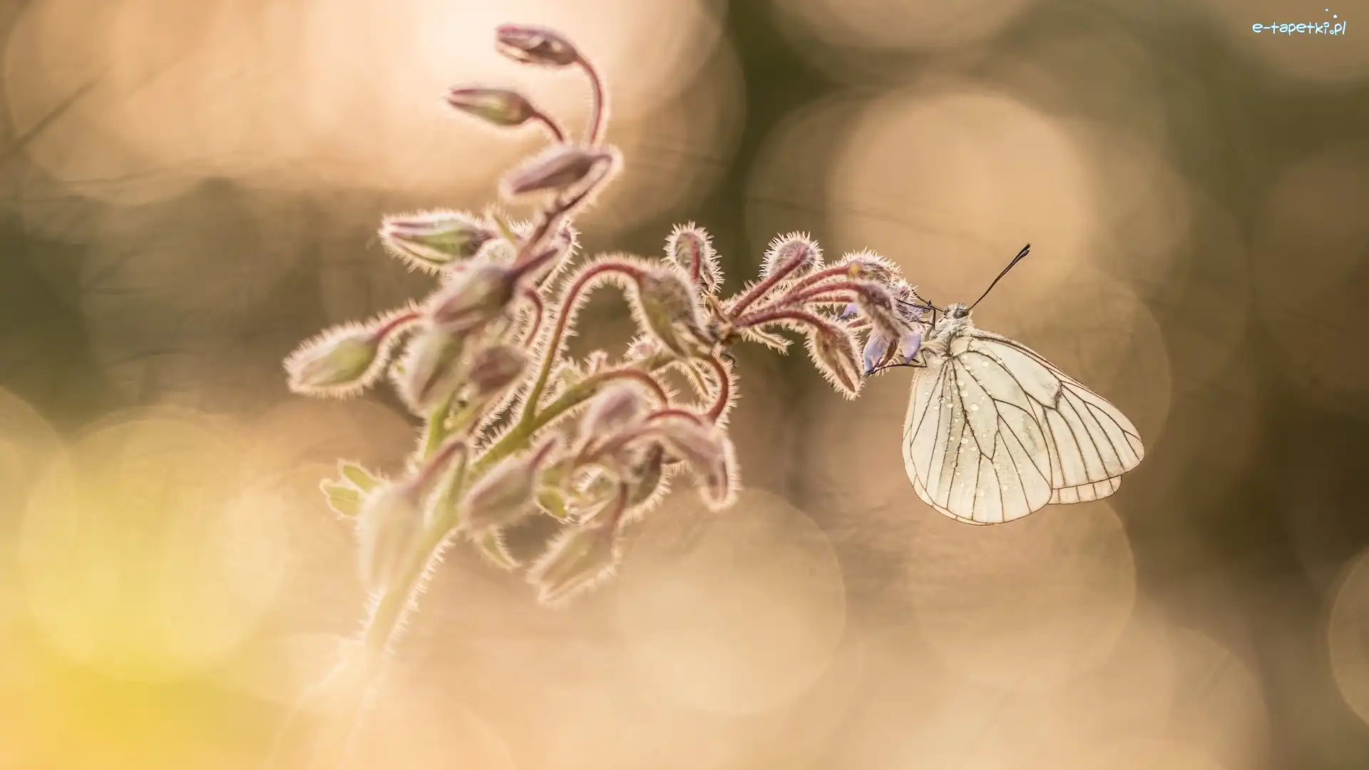 Niestrzęp głogowiec, Rozmyte tło, Roślina, Motyl