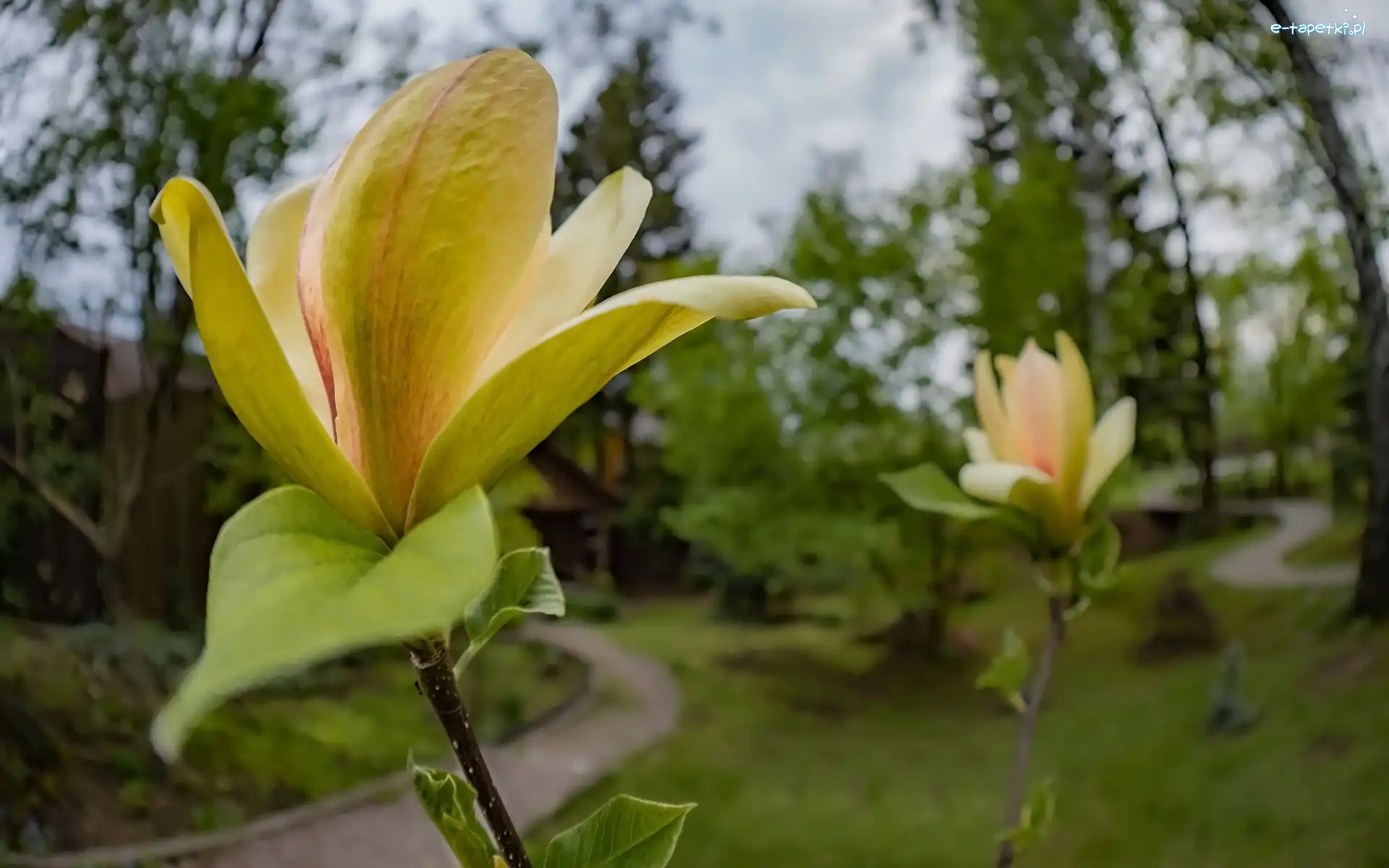 Krzew, Magnolia, Żółta, Park, Kwiaty