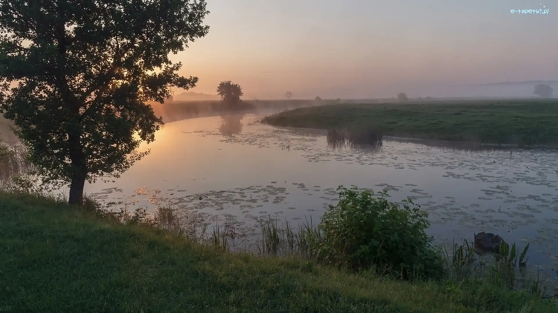 Pole, Wschód słońca, Drzewa, Rzeka