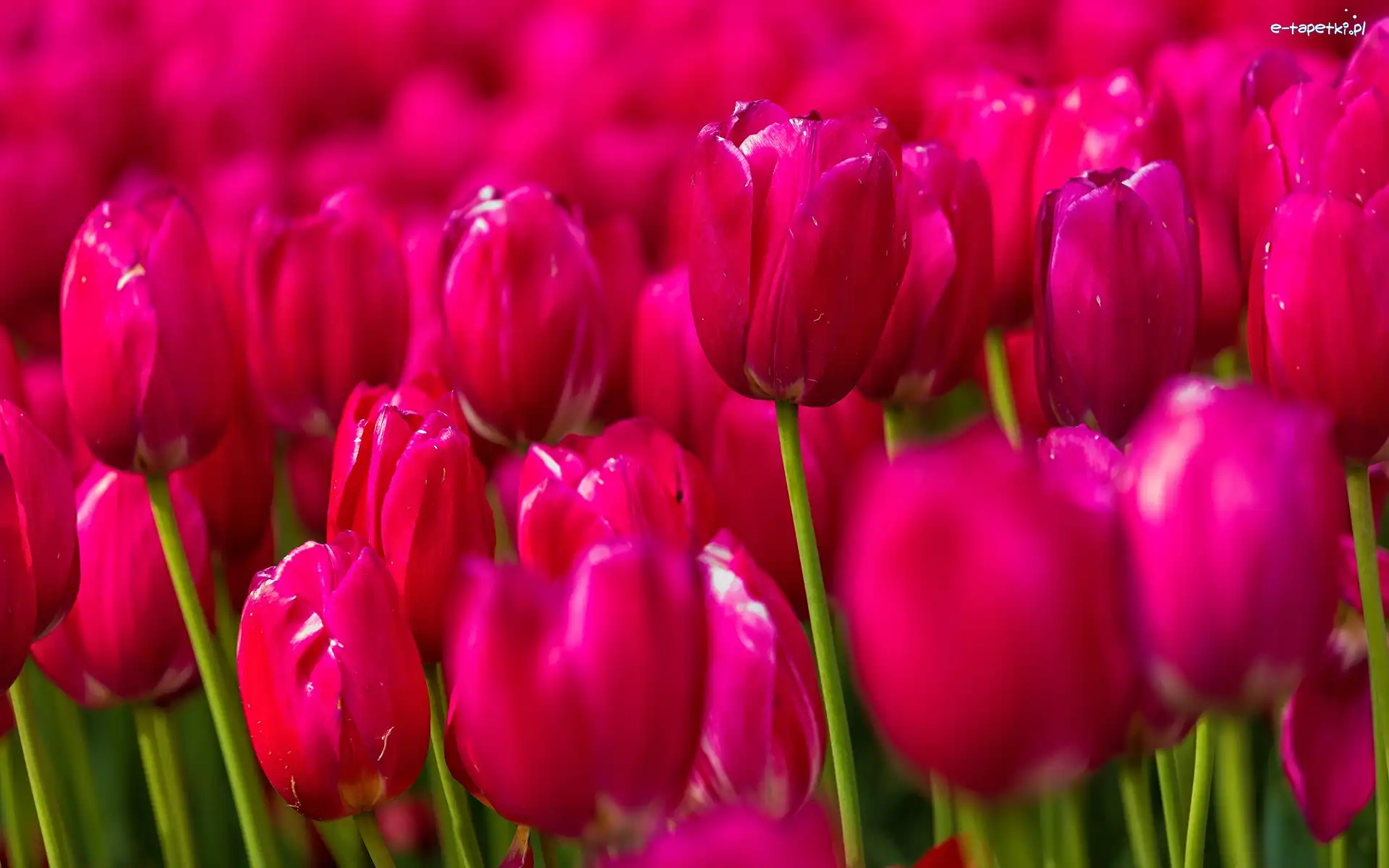 Rozmycie, Różowe, Tulipany
