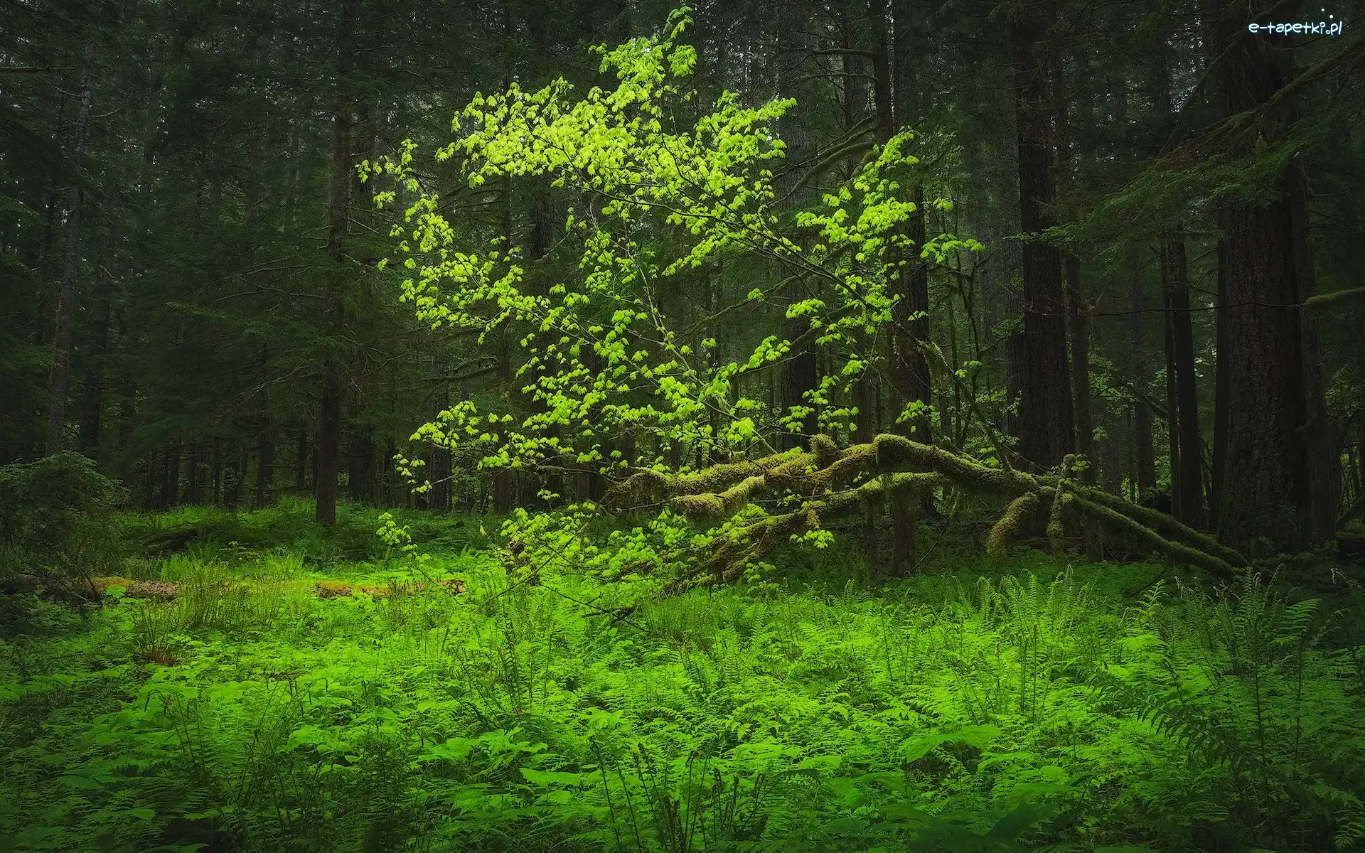 Stany Zjednoczone, Drzewa, Paprocie, Zagajnik, Las, Stan Waszyngton, Gifford Pinchot National Forest