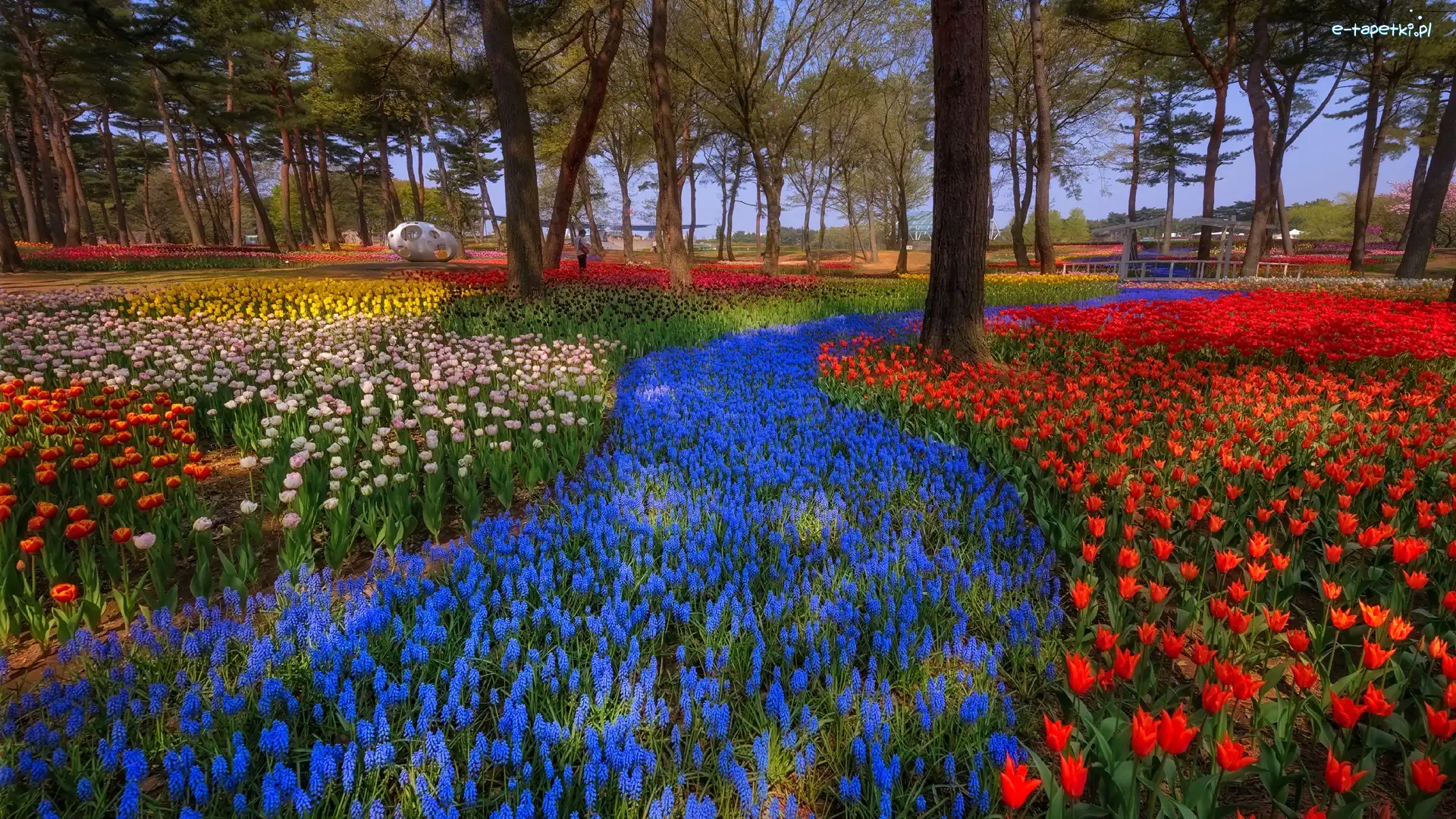 Szafirki, Kwiaty, Tulipany, Wiosna, Drzewa, Park
