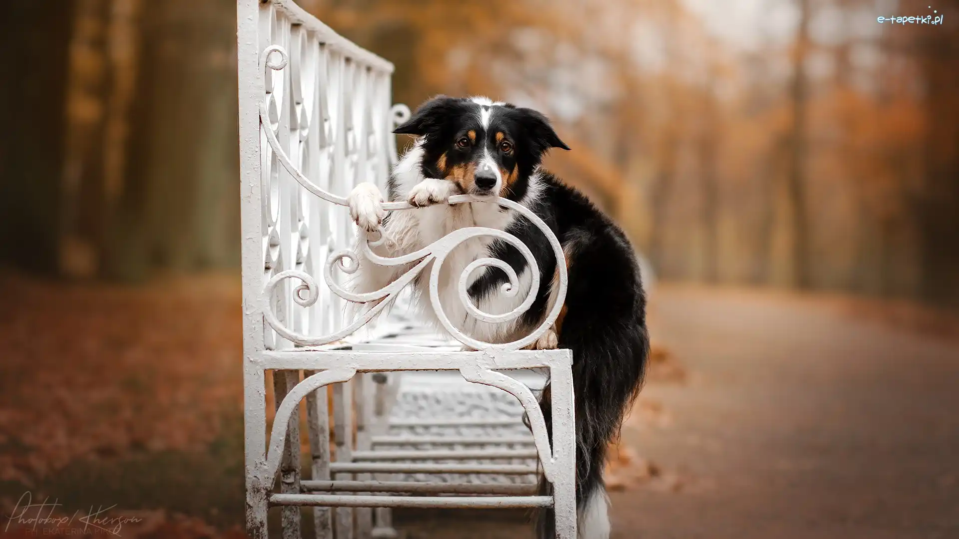 Border collie, Ławka, Biała, Pies