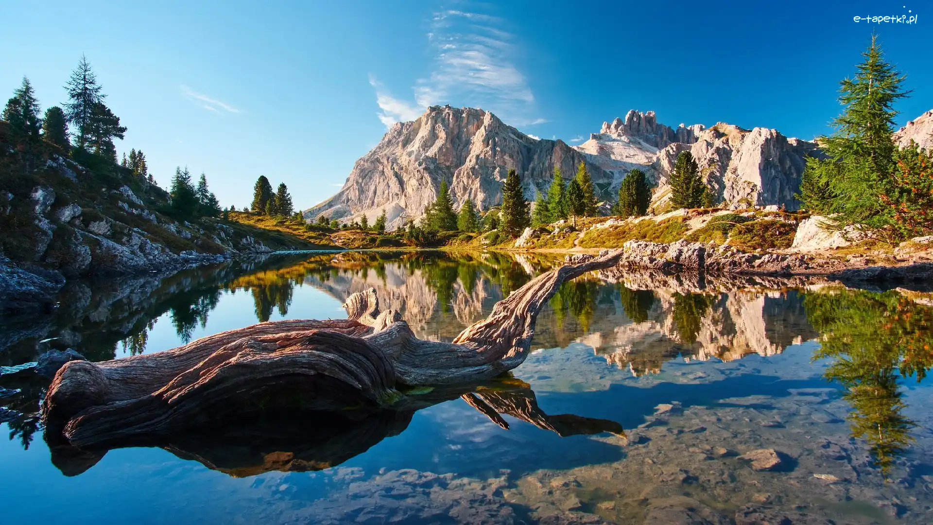 Suchy, Tyrol, Odbicie, Drzewa, Dolomity, Jezioro, Lago Limides, Włochy, Góry, Konar