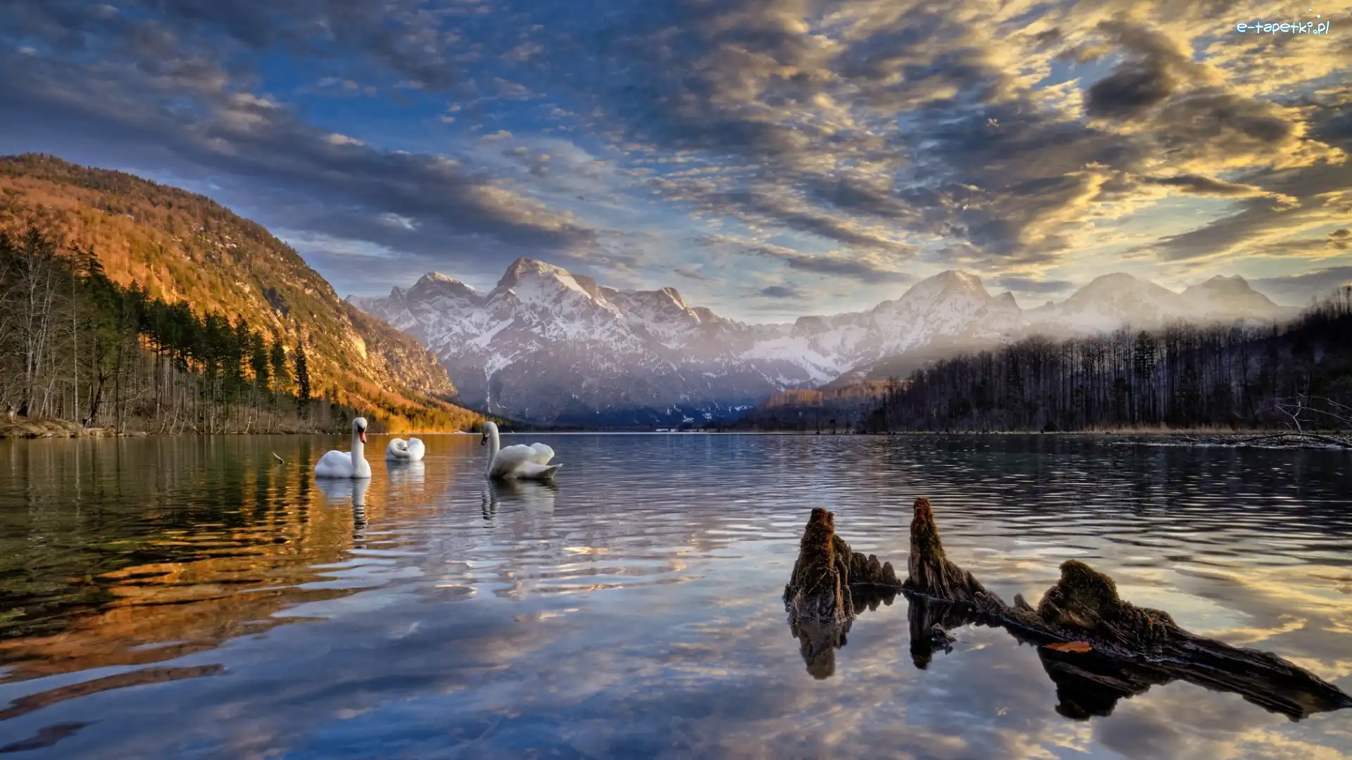 Jezioro Almsee, Alpy, Dolina Almtal, Łabędzie, Góry, Austria