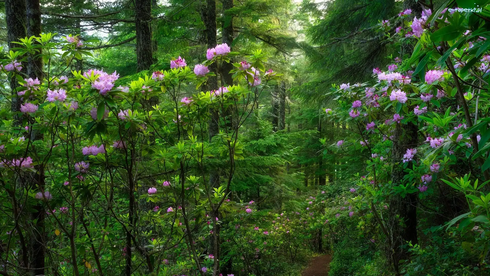 Las, Krzewy, Drzewa, Ścieżka, Rododendrony