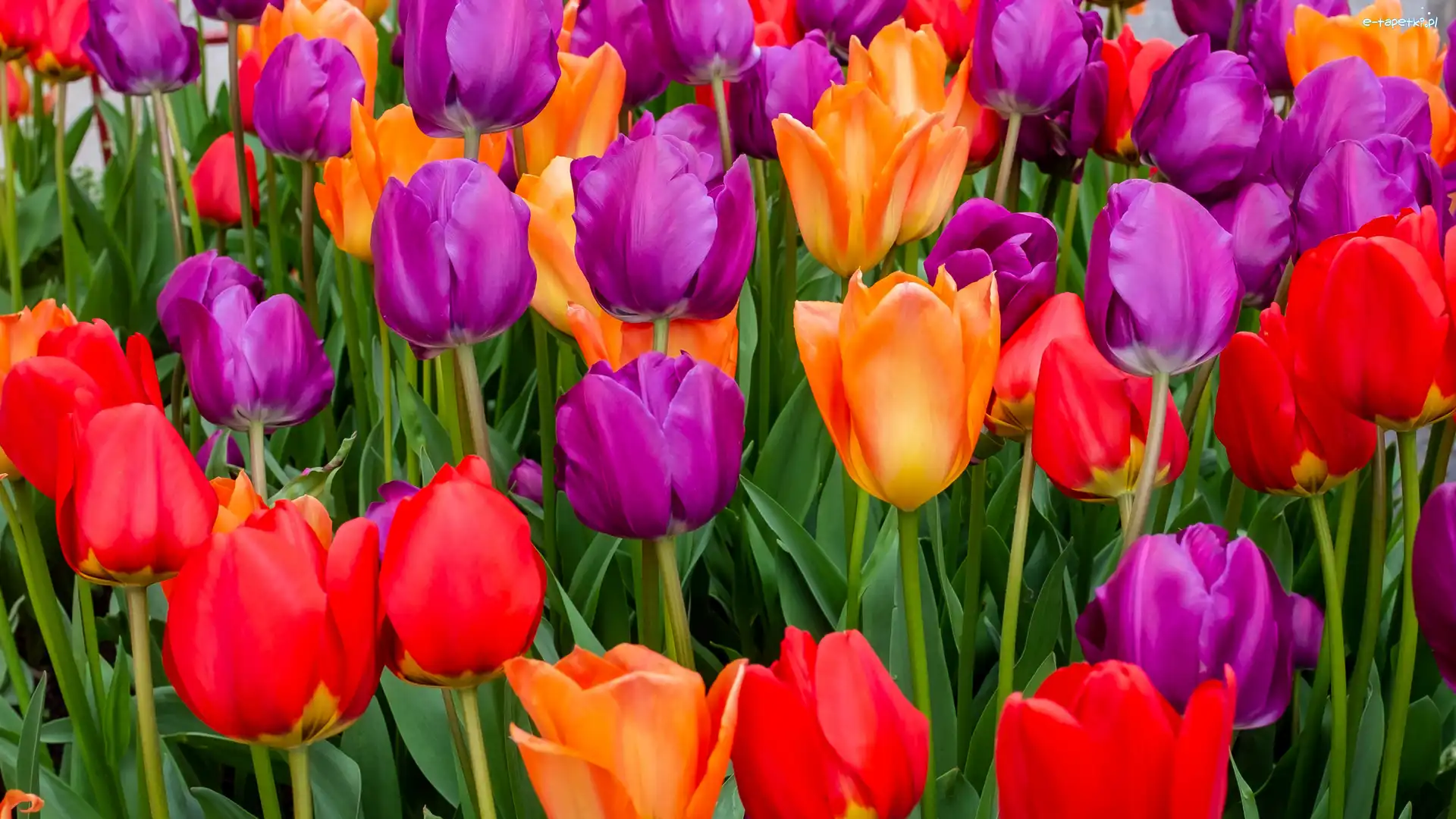 Fioletowe, Tulipany, Pomarańczowe, Czerwone