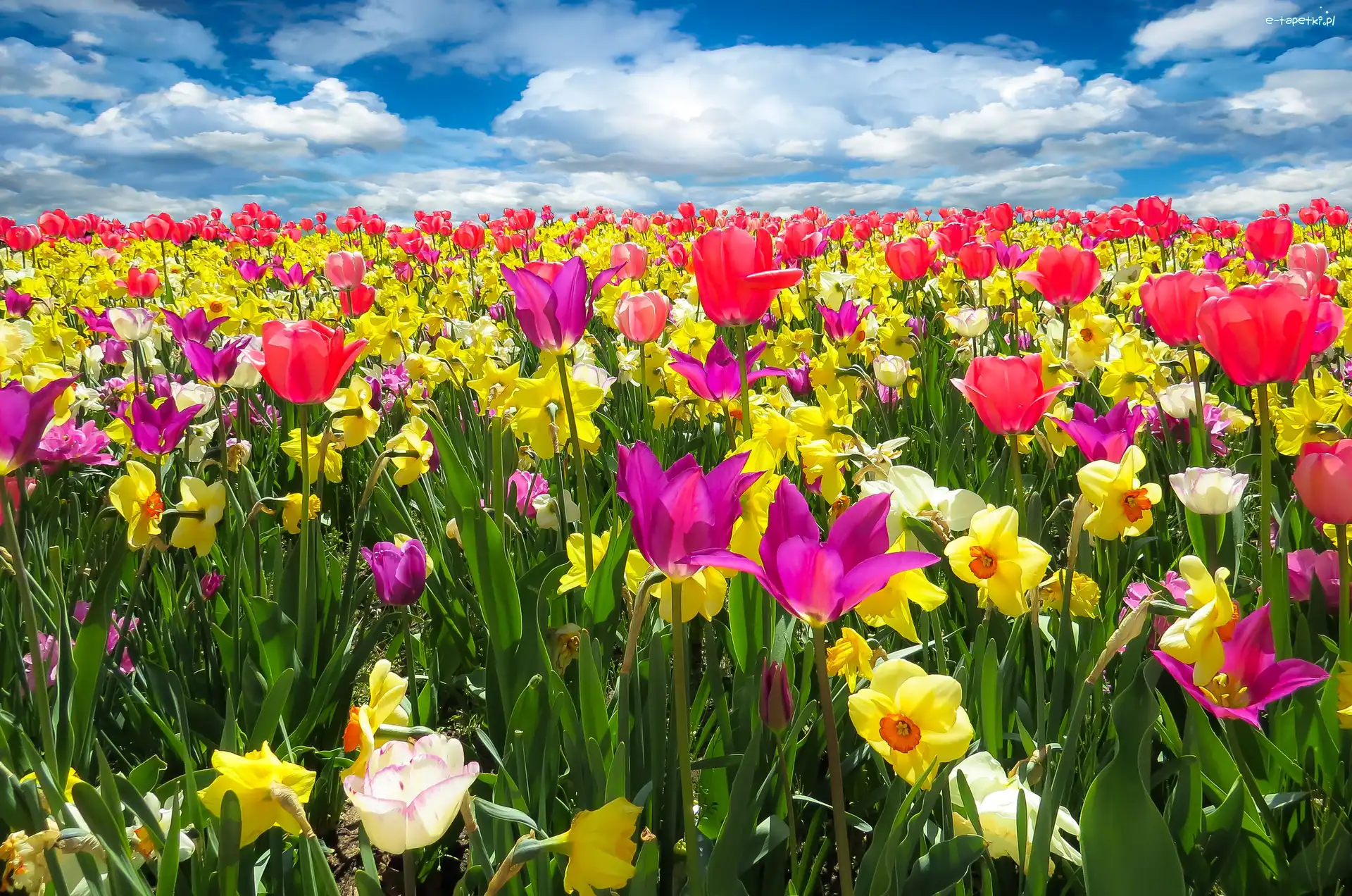 Narcyzy, Tulipany, Kwiaty