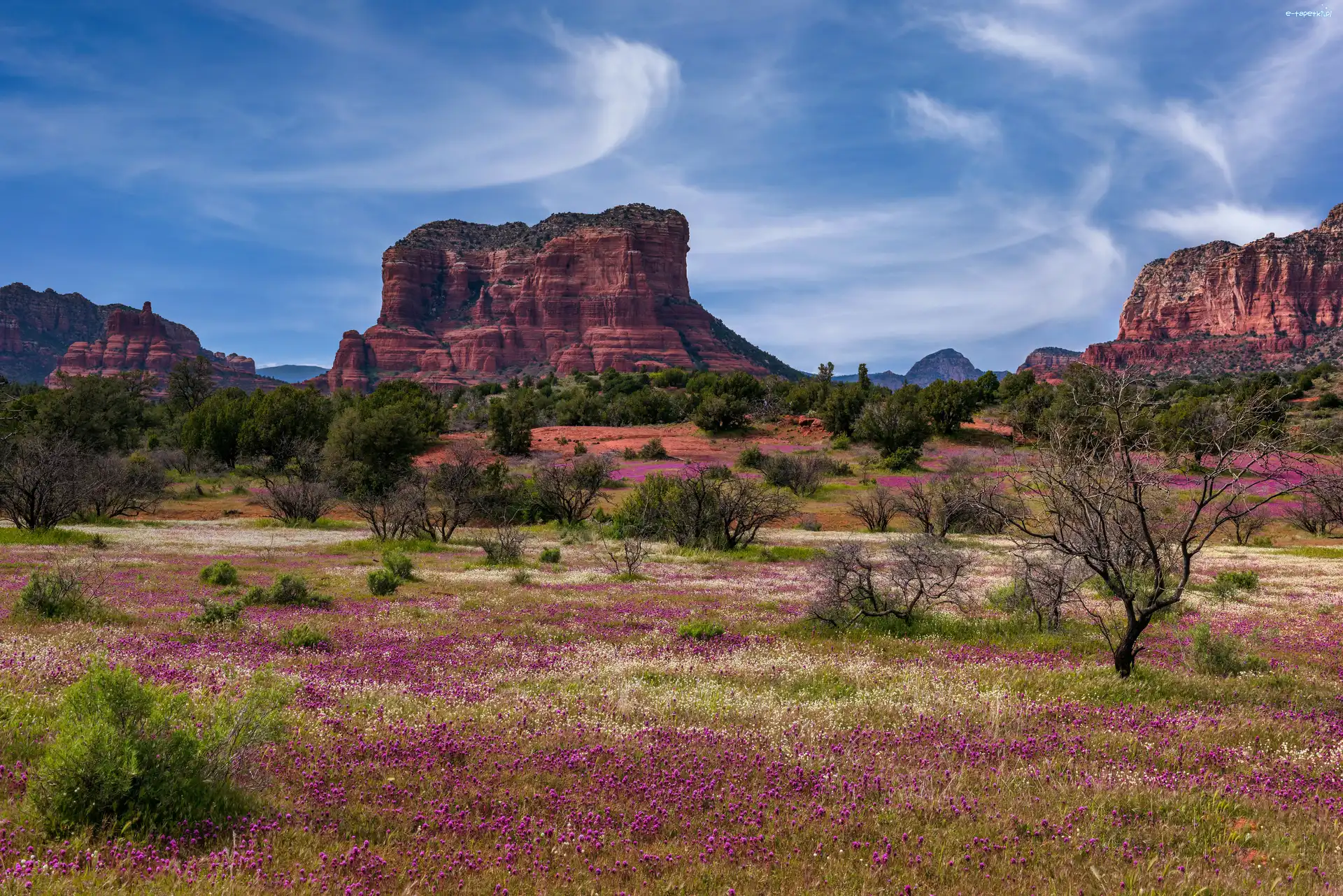 Kwiaty, Sedona, Czerwone, Arizona, Stany Zjednoczone, Drzewa, Skały