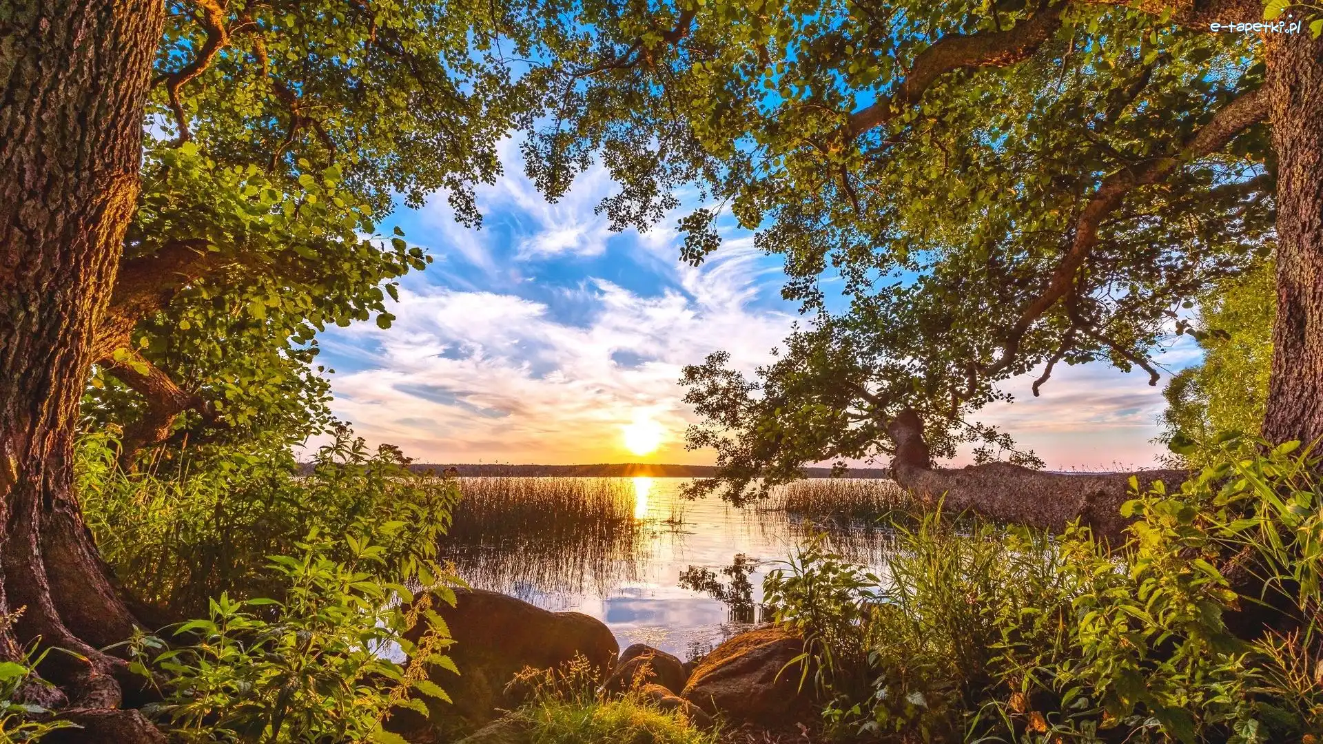 Szuwary, Rośliny, Słońce, Chmury, Kamienie, Jezioro, Niebo, Drzewa