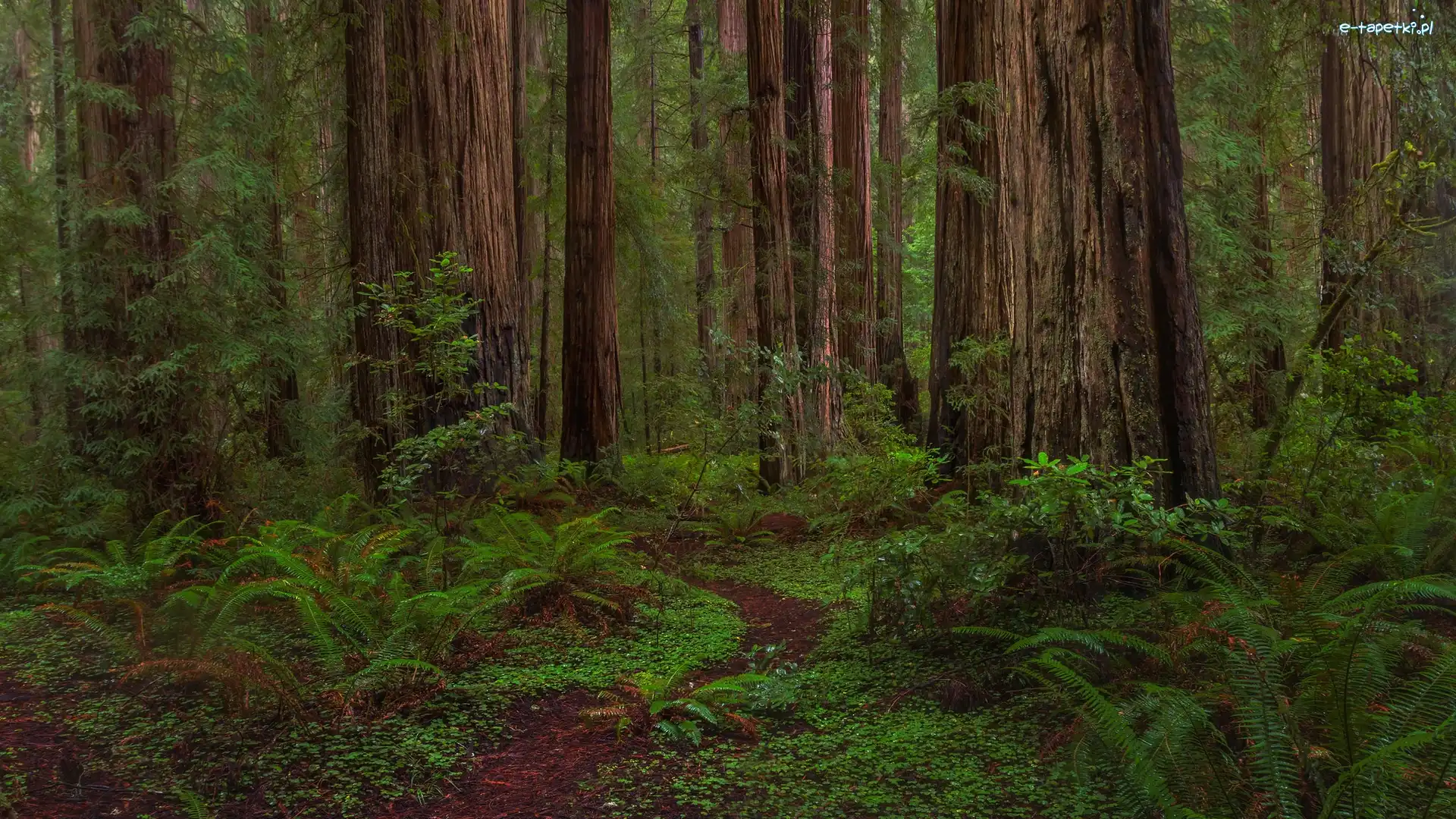 Jedediah Smith Redwoods, Drzewa, Stany Zjednoczone, Park stanowy, Pnie, Paprocie, Ścieżka, Las, Sekwoje, Kalifornia