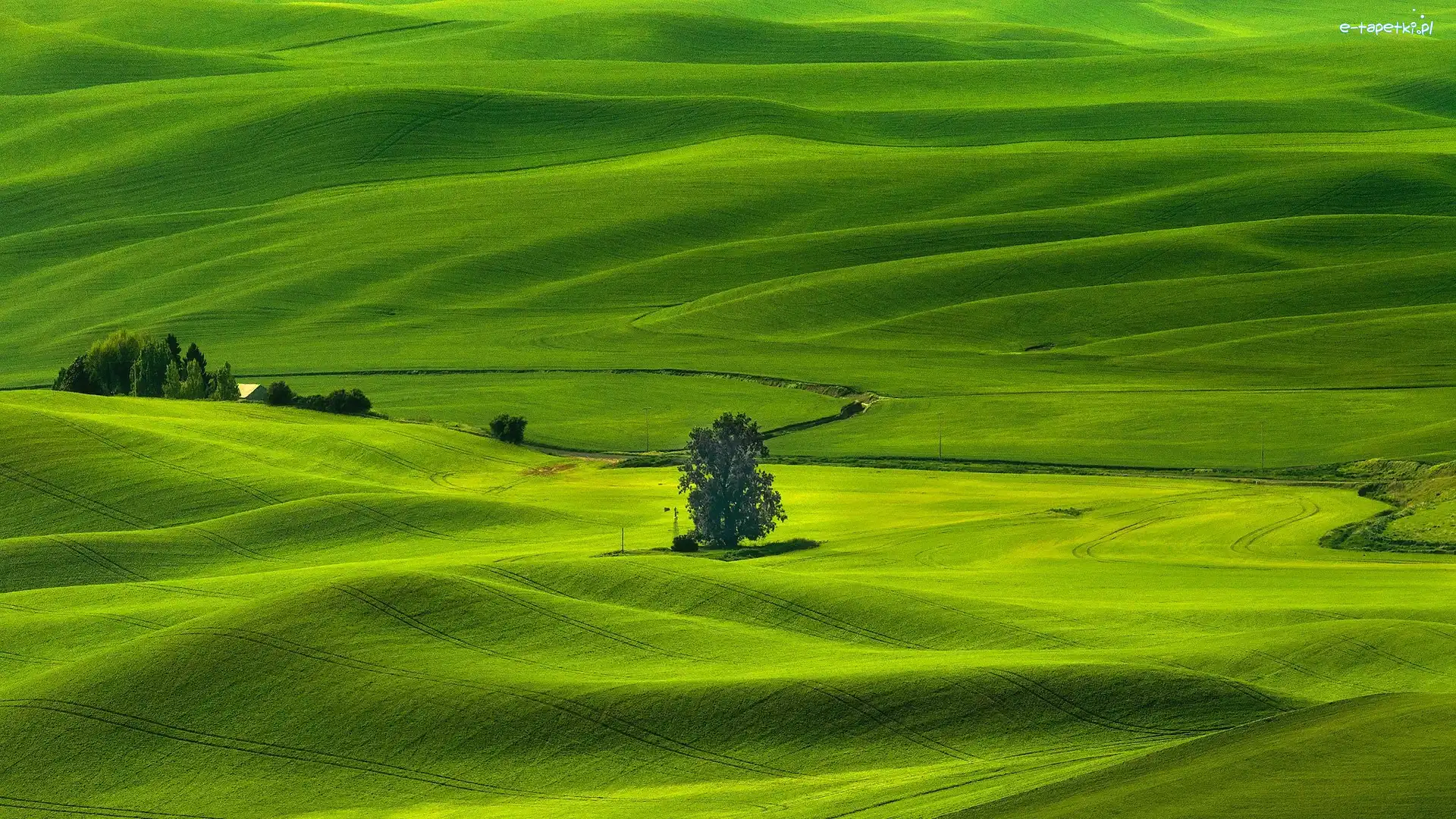 Pola, Drzewa, Stany Zjednoczone, Stan Waszyngton, Łąki, Region Palouse, Whitman County, Wzgórza