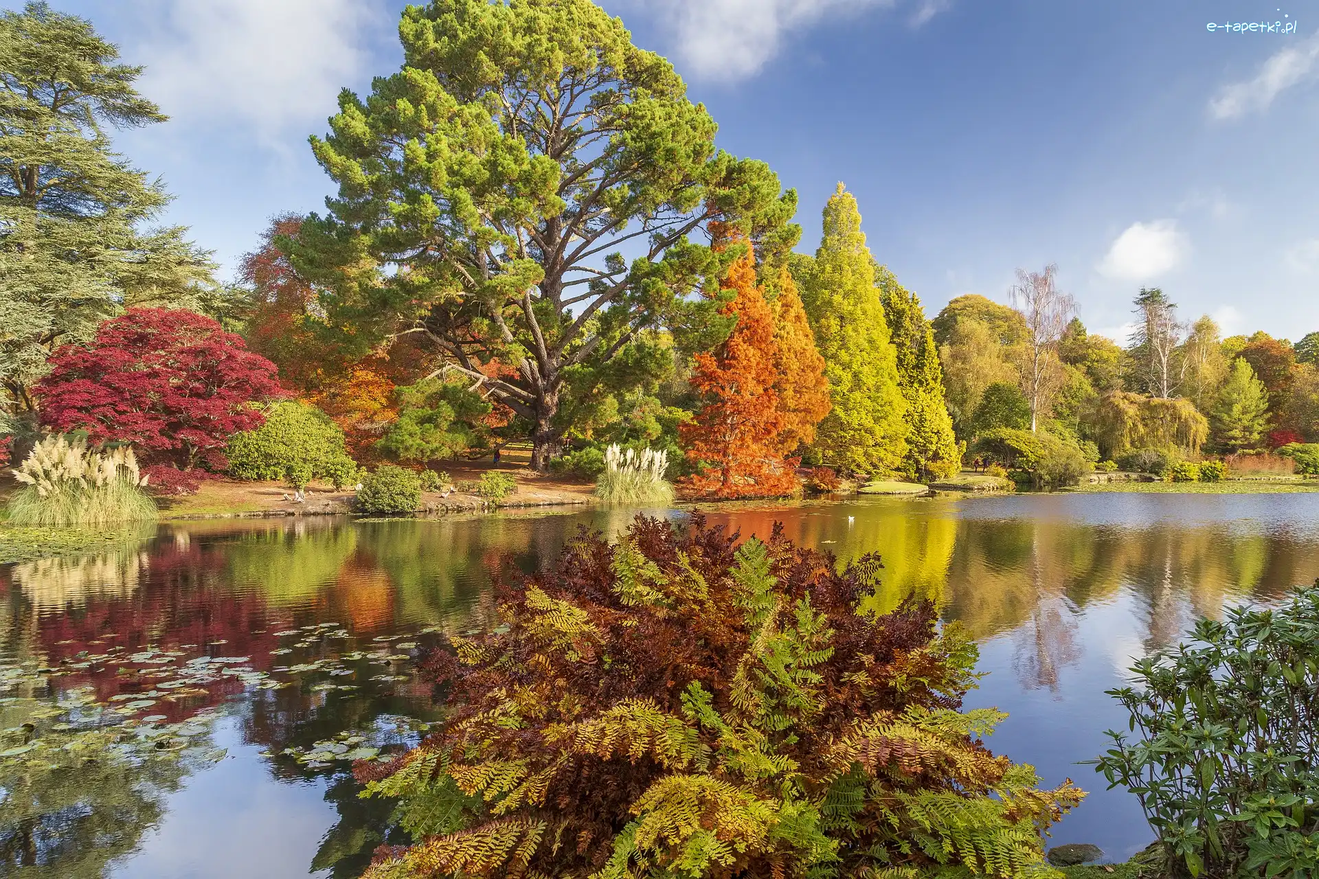 Sussex, Jezioro, Park Sheffield, Anglia, Drzewa, Jesień