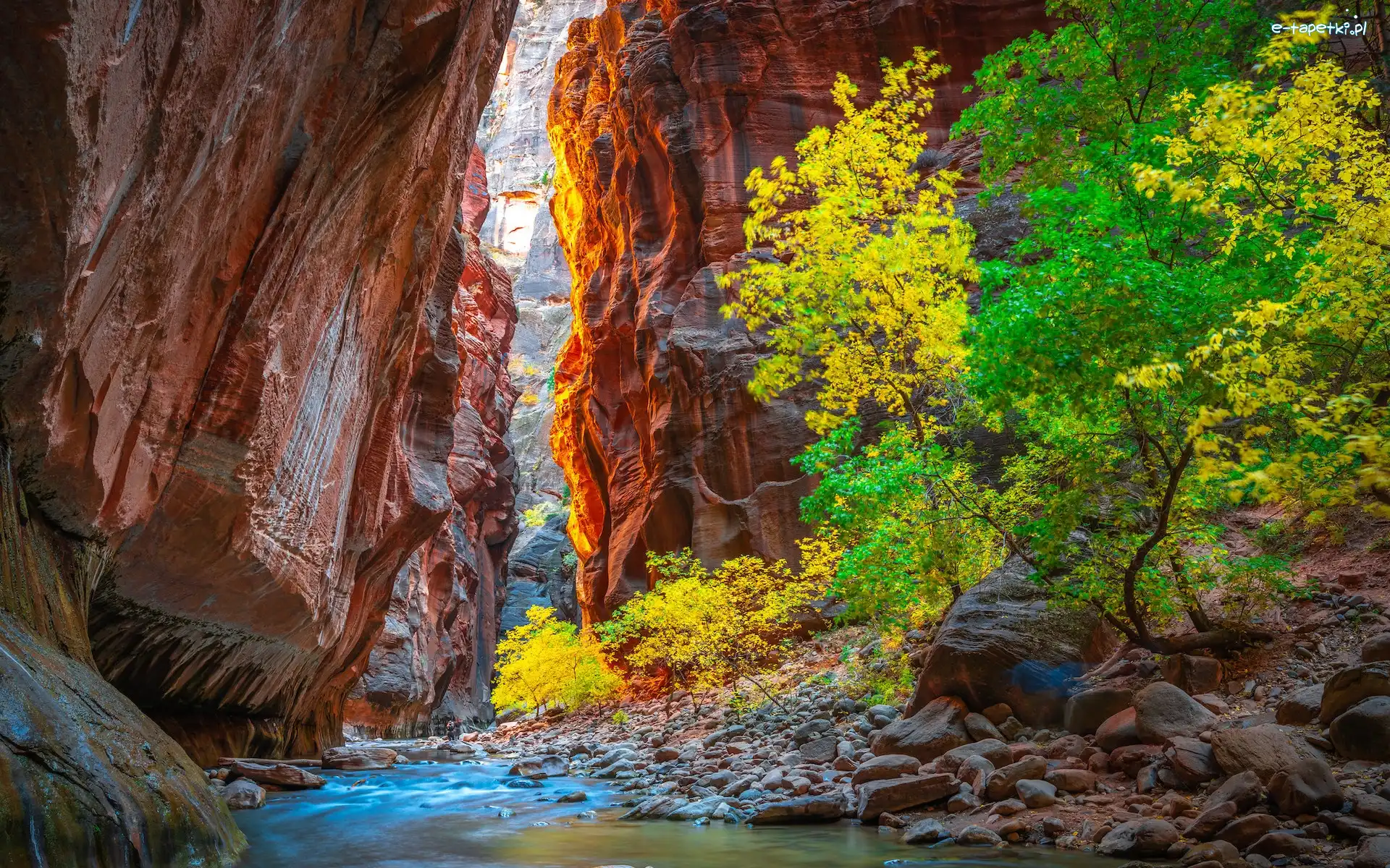 Skały, Kamienie, Virgin River, Rzeka, Kanion, Stany Zjednoczone, Stan Utah, Drzewa, Park Narodowy Zion
