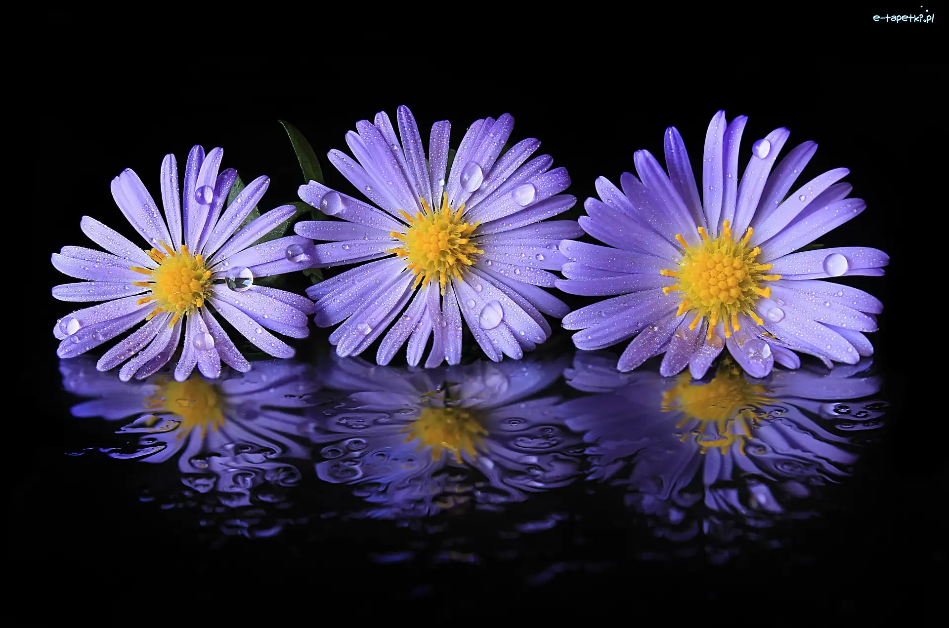 Krople, Astry, Woda, Odbicie, Kwiaty, Fioletowe