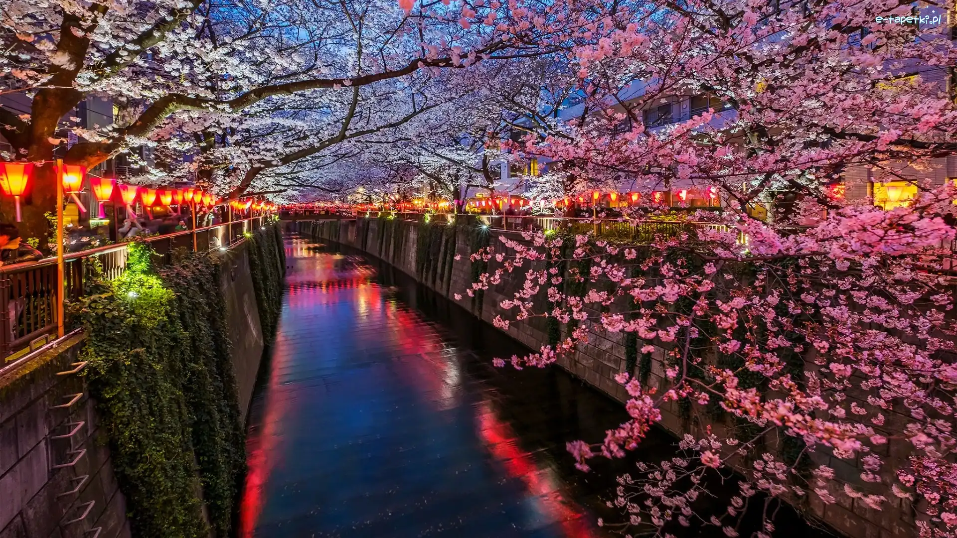 Drzewa owocowe, Kanał, Kwitnące, Latarnie, Tokio, Japonia