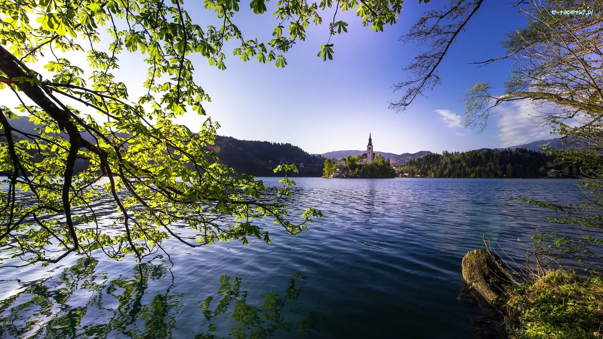 Gałęzie, Jezioro Bled, Kościół Wniebowzięcia Marii Panny, Wyspa Blejski Otok, Słowenia, Drzewa, Góry