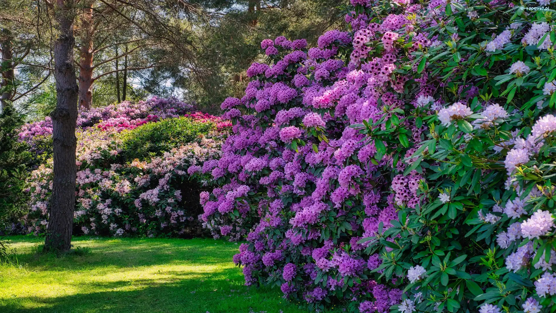Kolorowe, Rododendrony, Różaneczniki, Krzewy