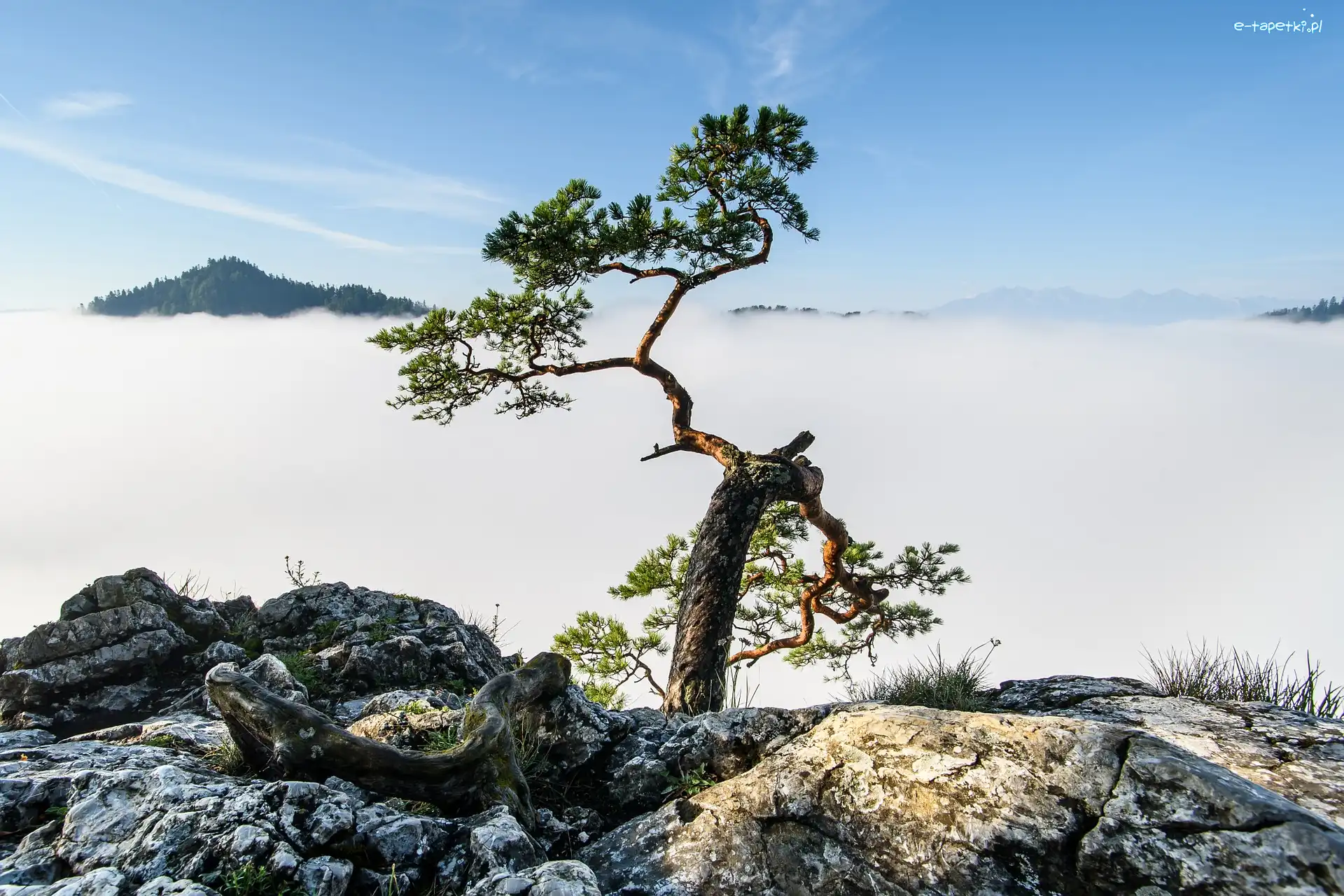 Drzewo, Pieniny, Mgła, Skały, Sokolica, Pieniński Park Narodowy, Polska, Góry, Szczyt, Sosna