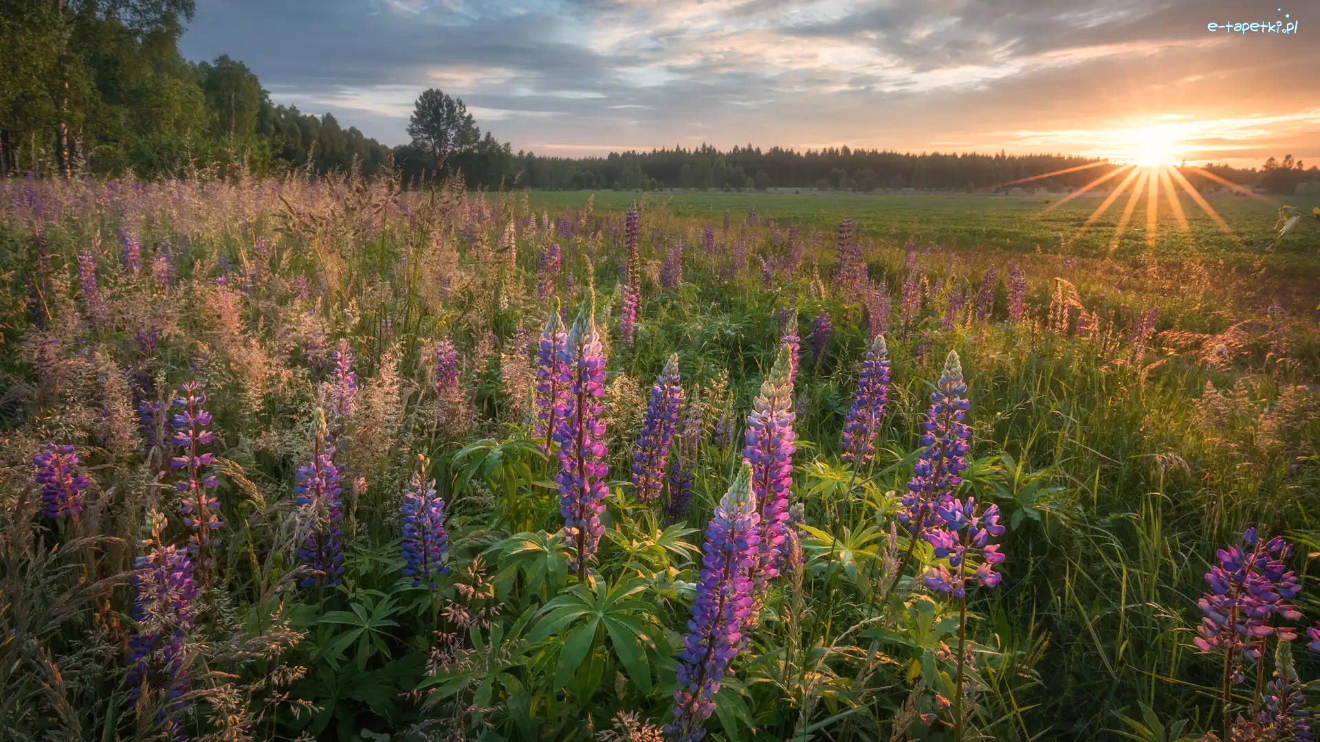Województwo lubelskie, Promienie słońca, Podlasie, Polska, Łubin, Łąka