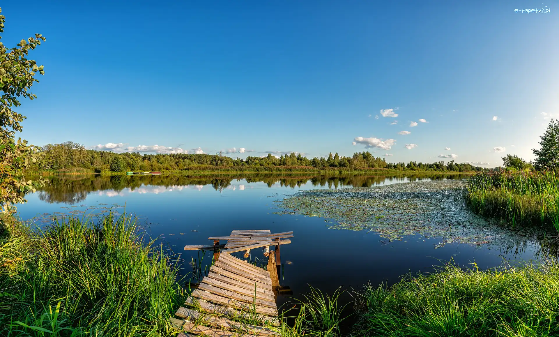 Jezioro, Szuwary, Pomost, Lato, Drzewa