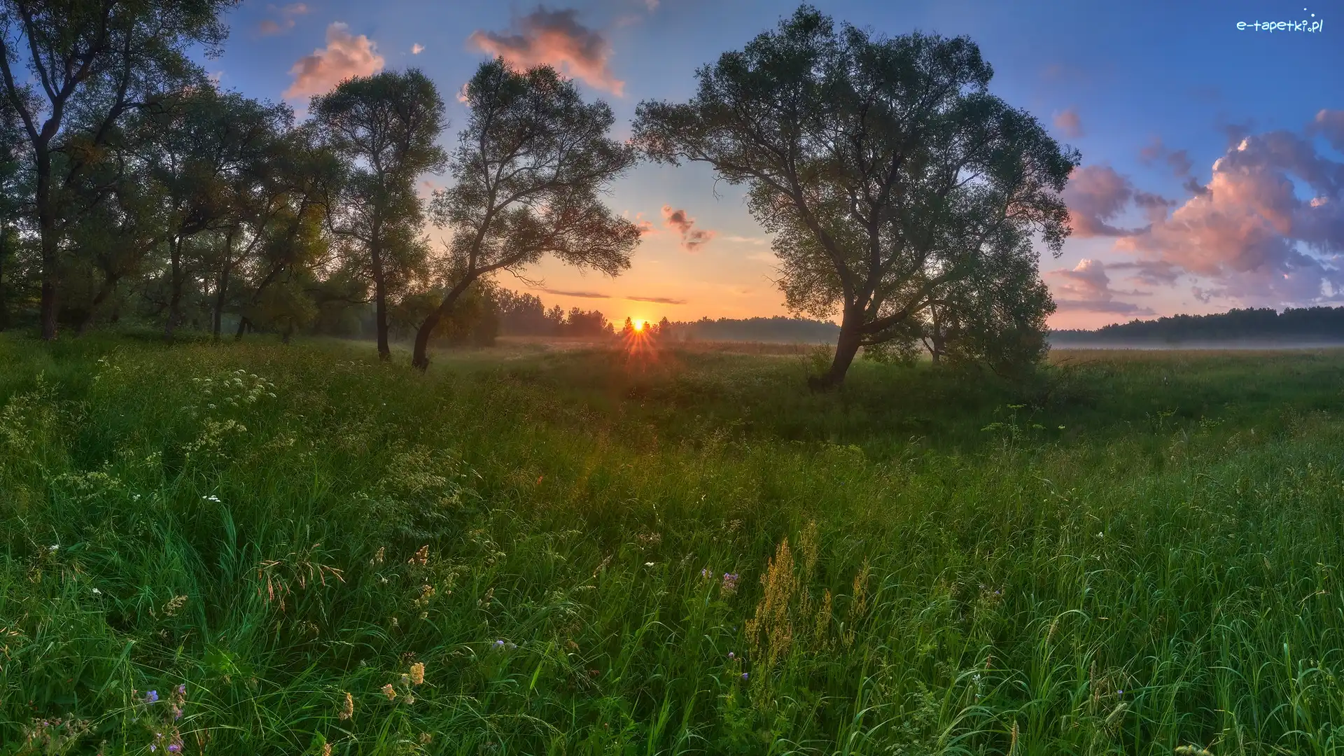 Wschód słońca, Łąki, Drzewa, Roślinność, Trawa